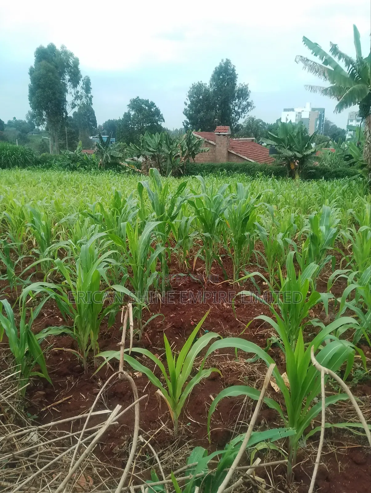 Lower Kabete 1/2 Land for Sale