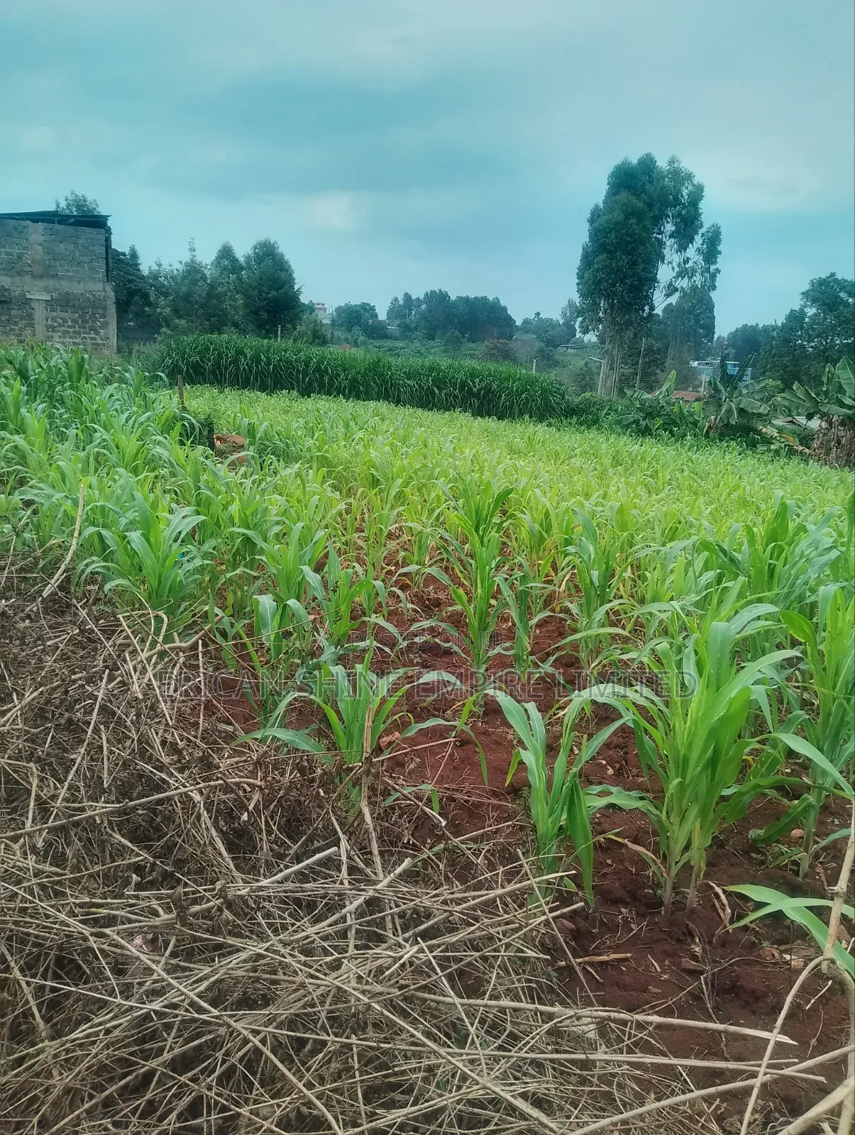 Lower Kabete 1/2 Land for Sale