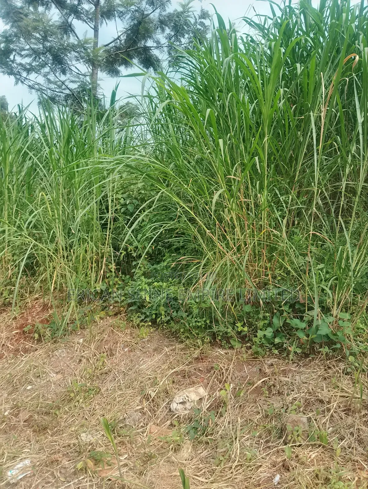 Lower Kabete 1/2 Land for Sale