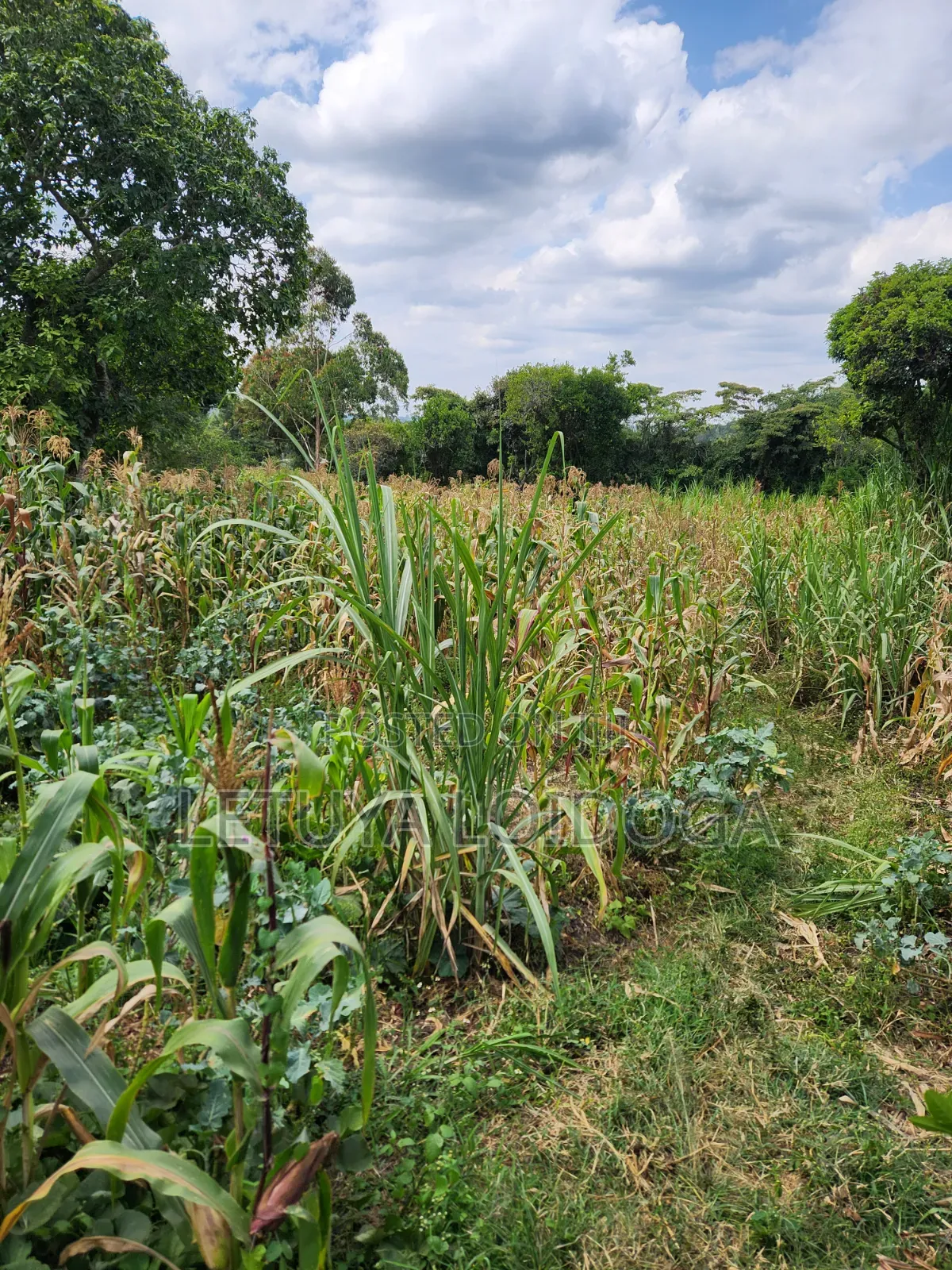 Distress Sale Ngong-Olepolos 1-Acre