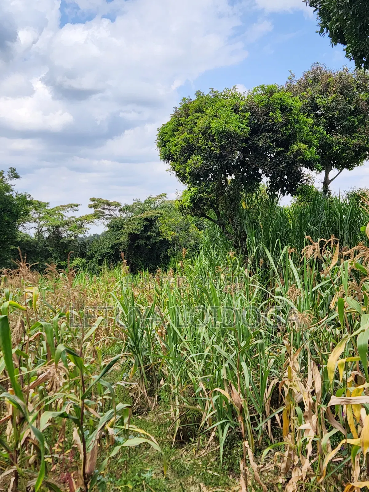 Distress Sale Ngong-Olepolos 1-Acre