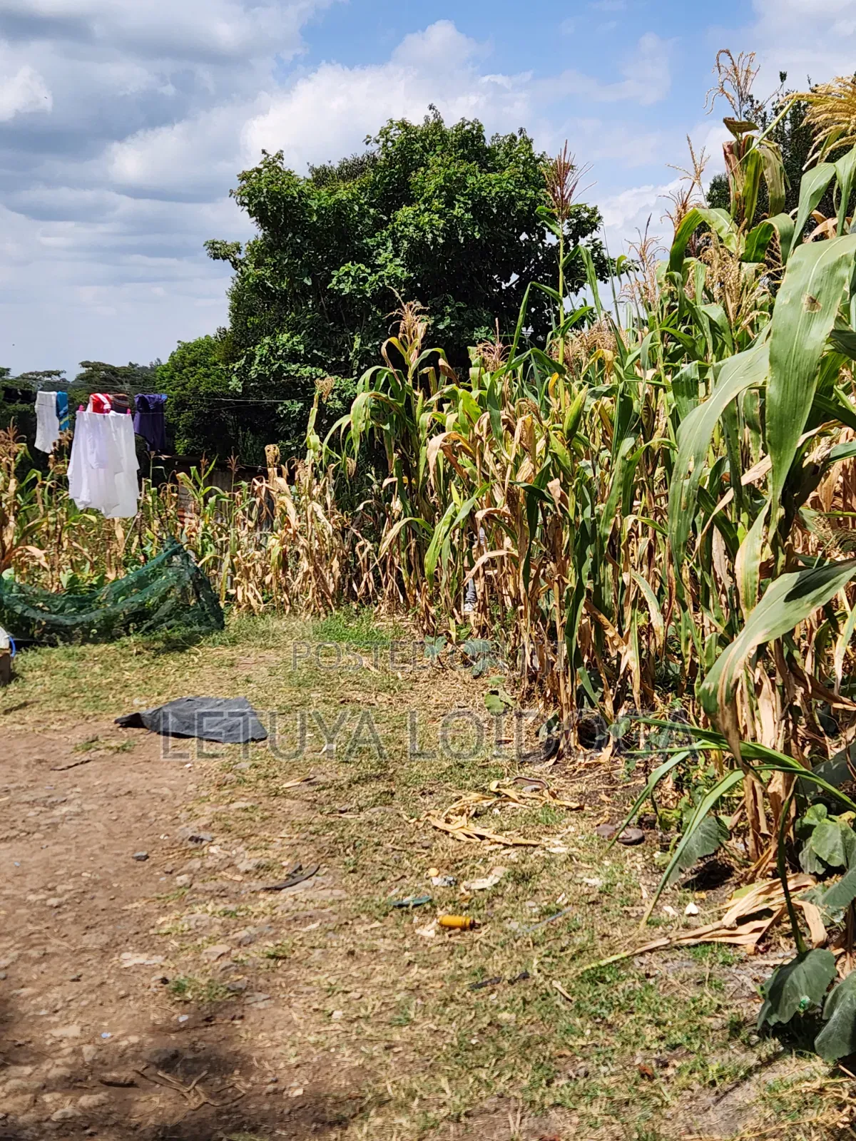 Distress Sale Ngong-Olepolos 1-Acre