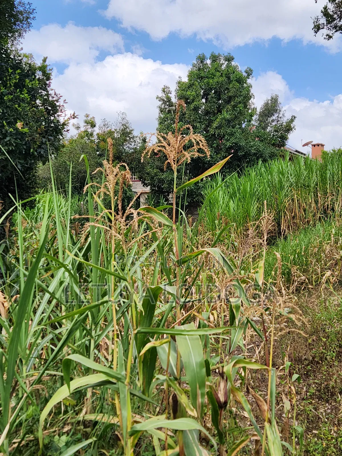 Distress Sale Ngong-Olepolos 1-Acre