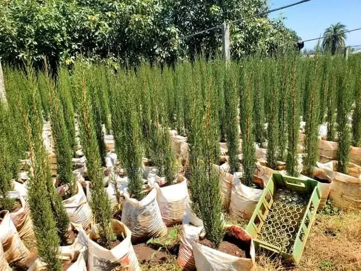 Italian Cypress