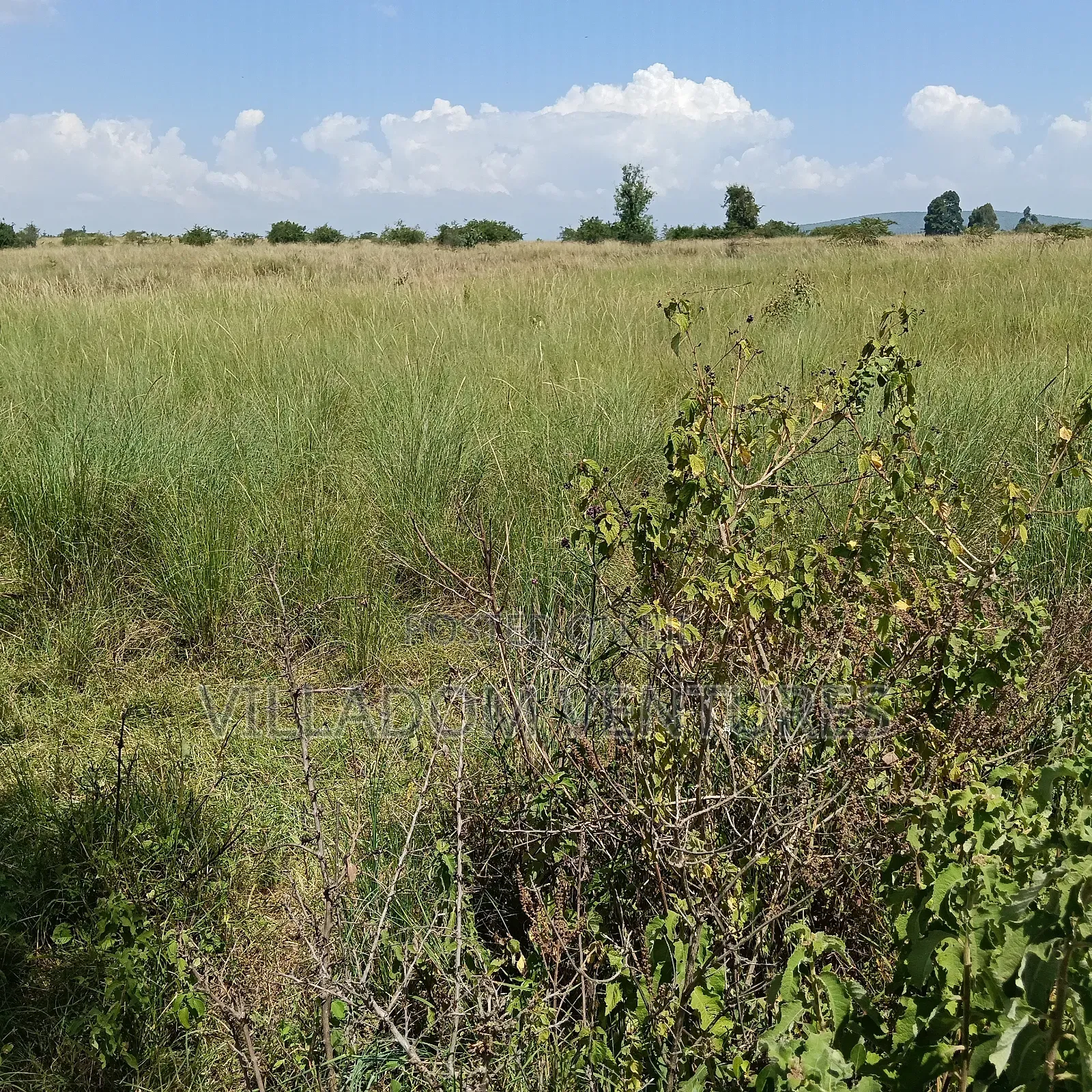 For Sale 32 Acres Near Greensteds School
