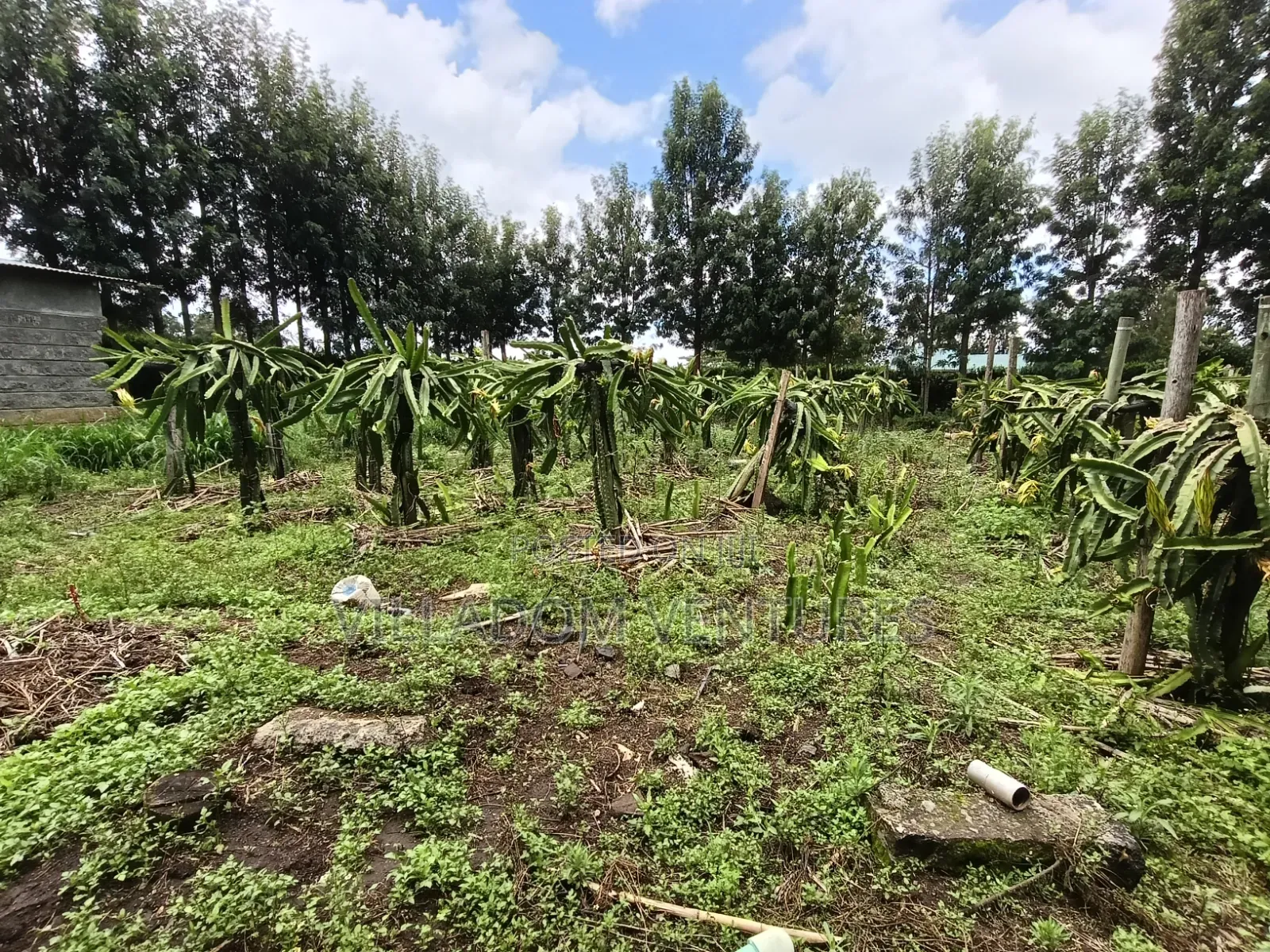 For Quick Sale Several 50/100 Plots Near Annester Premier Nakuru