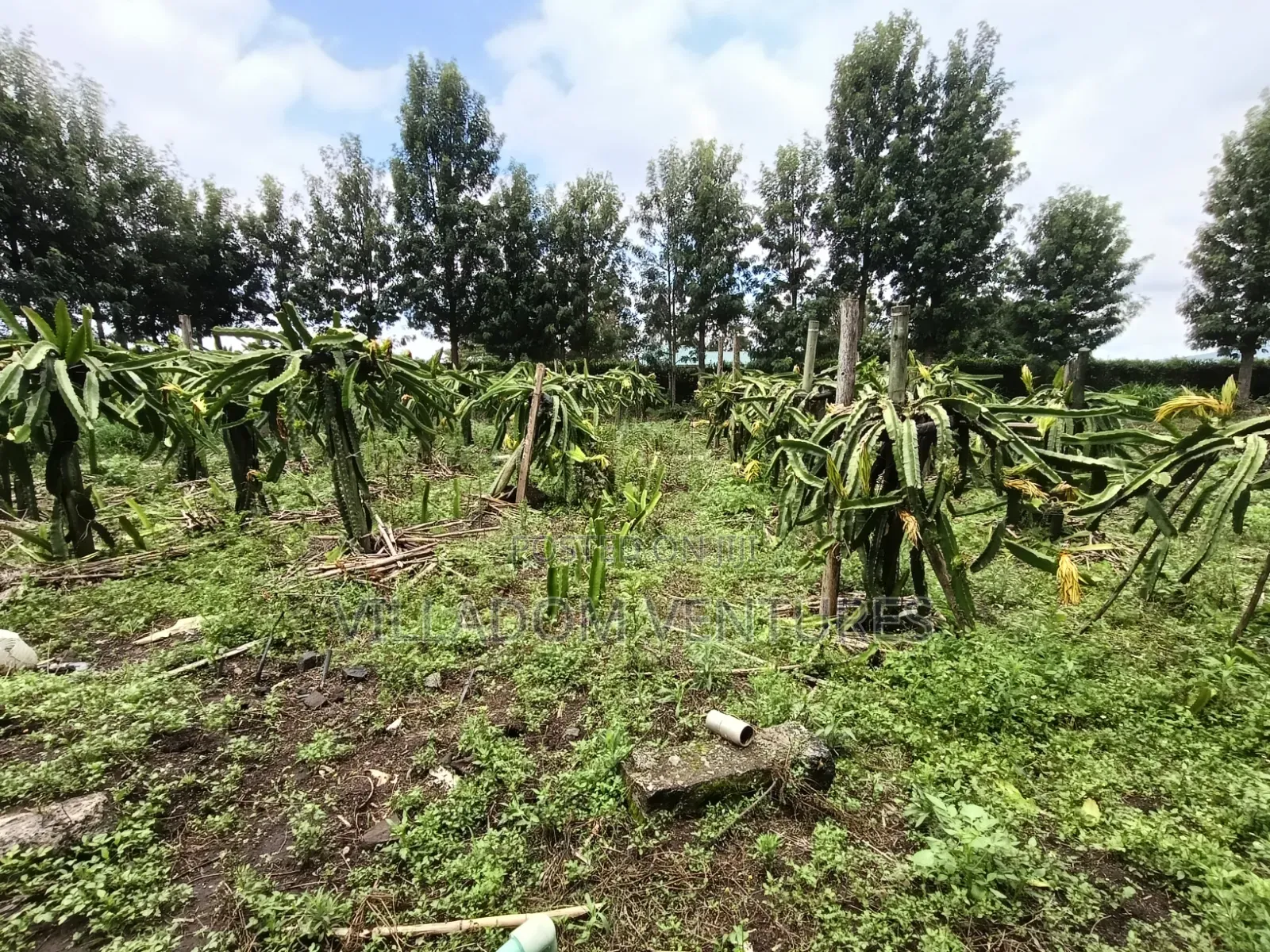 For Quick Sale Several 50/100 Plots Near Annester Premier Nakuru