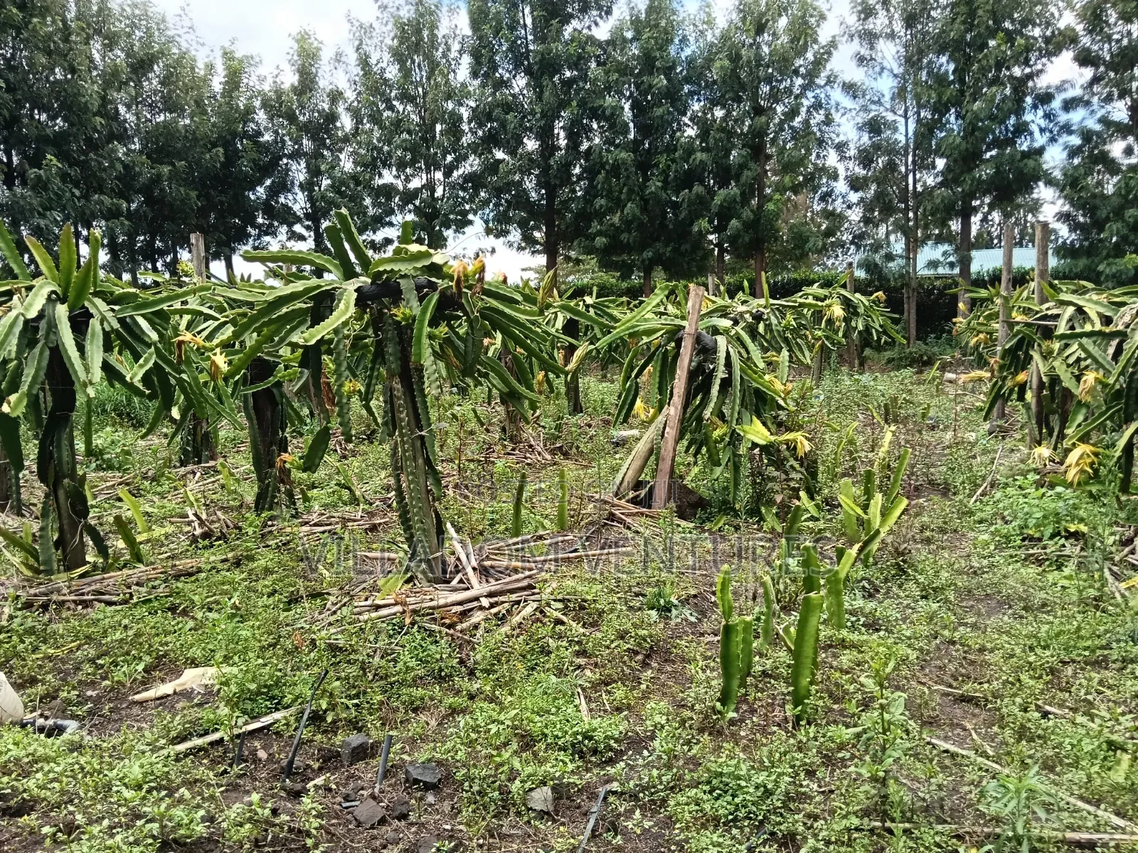 For Quick Sale Several 50/100 Plots Near Annester Premier Nakuru