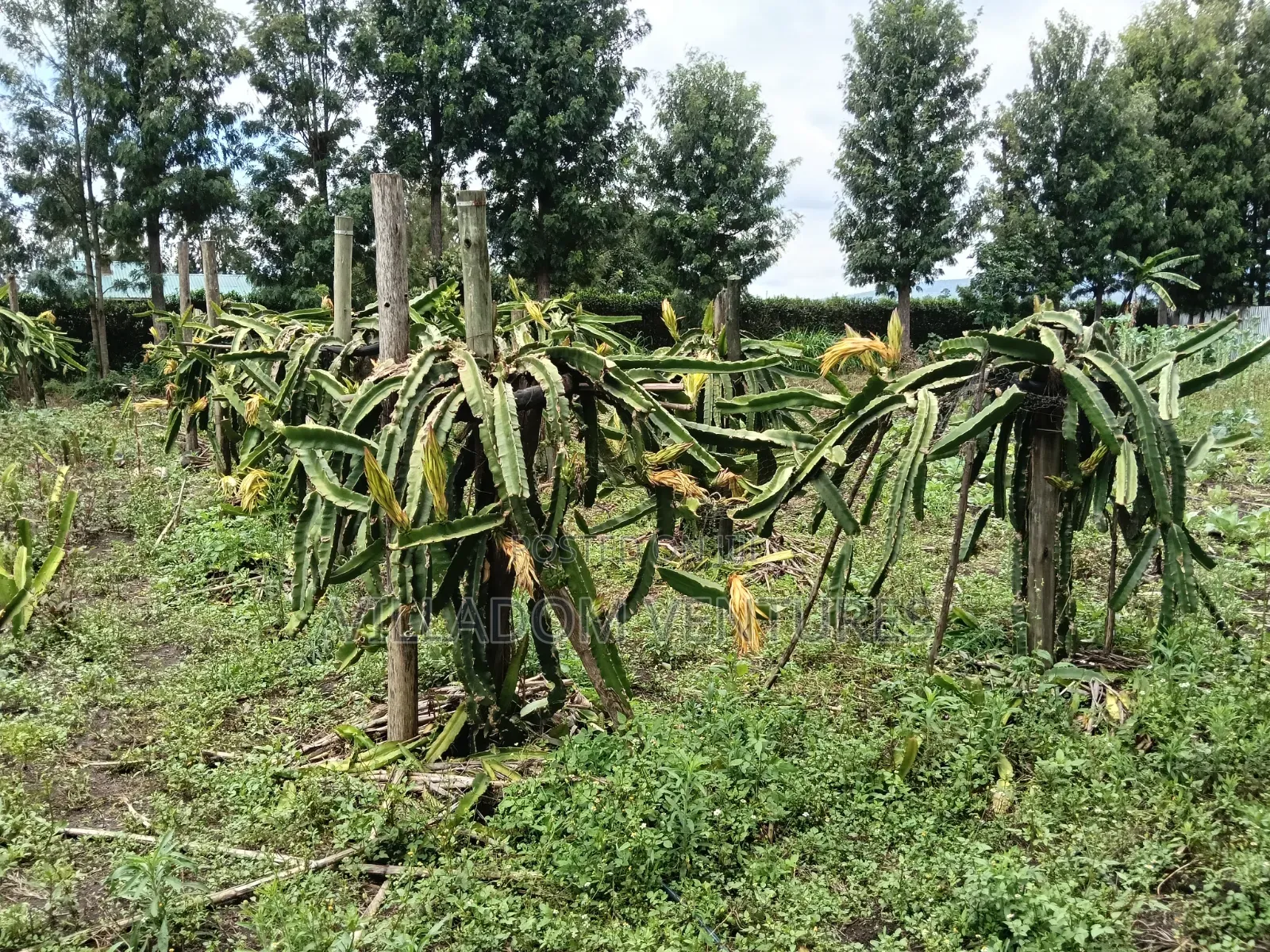 For Quick Sale Several 50/100 Plots Near Annester Premier Nakuru