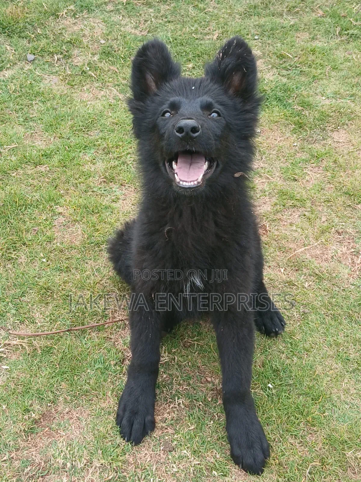 1-3 months Male Purebred German Shepherd