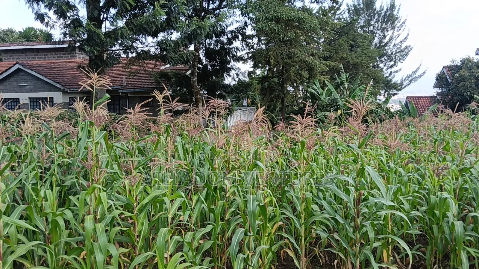 For Sale 1/2 Acre in Millimani Block 12