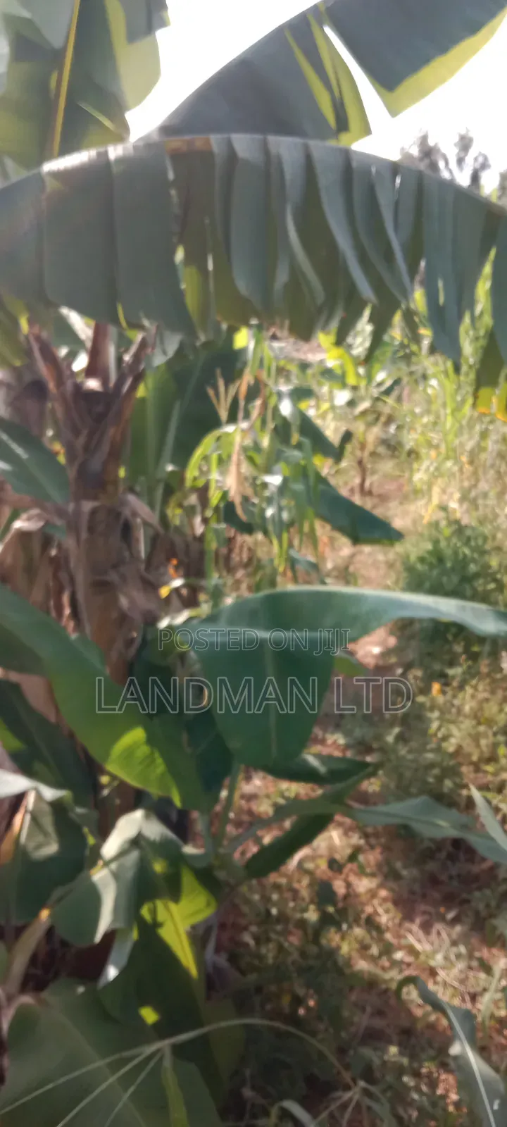 Prime 2acs Farm in Makuyu Muranga