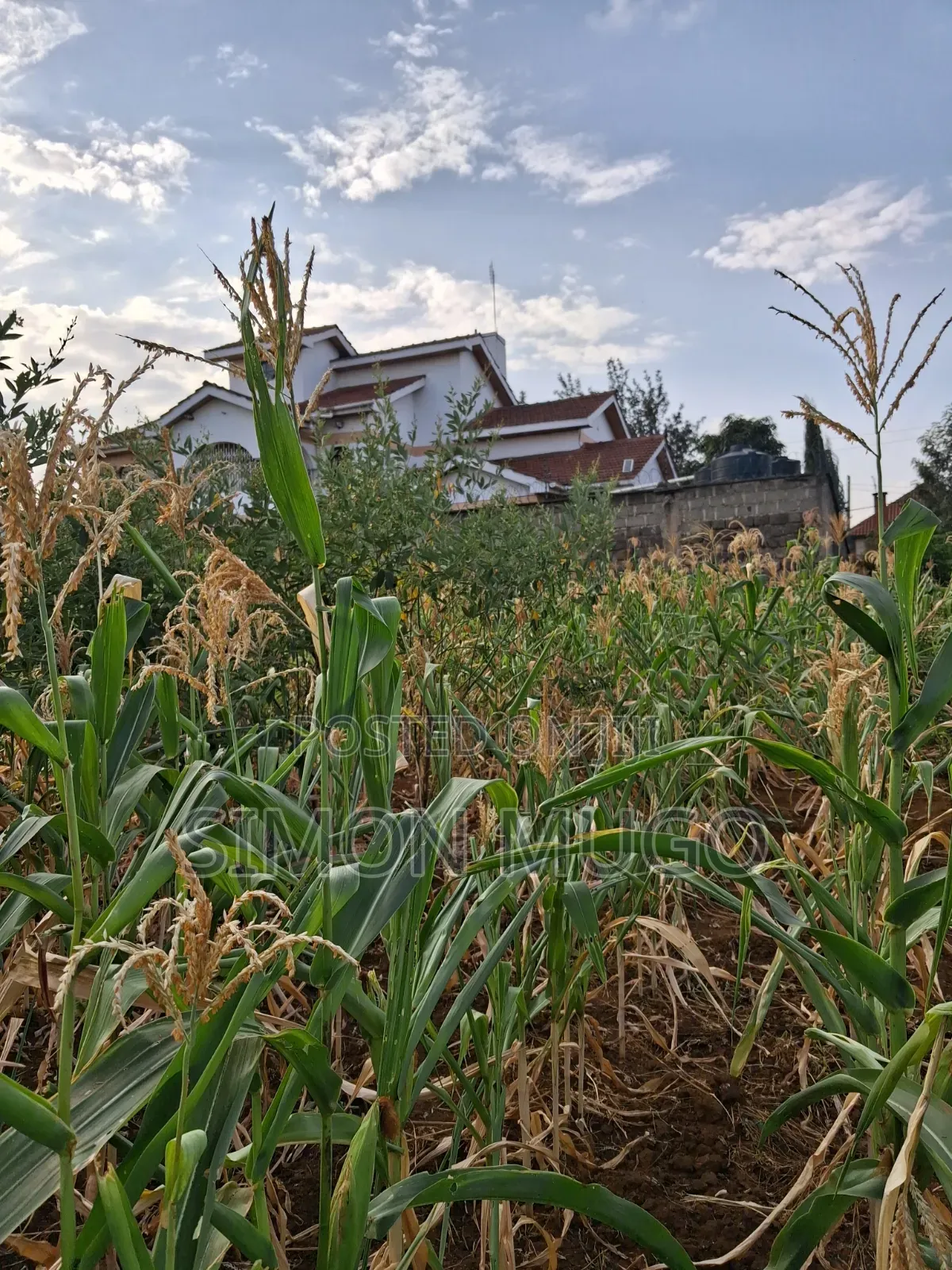 K/ Sukari Muranga Road Fully Serviced Well Drained Red Soil 1/4 Acre