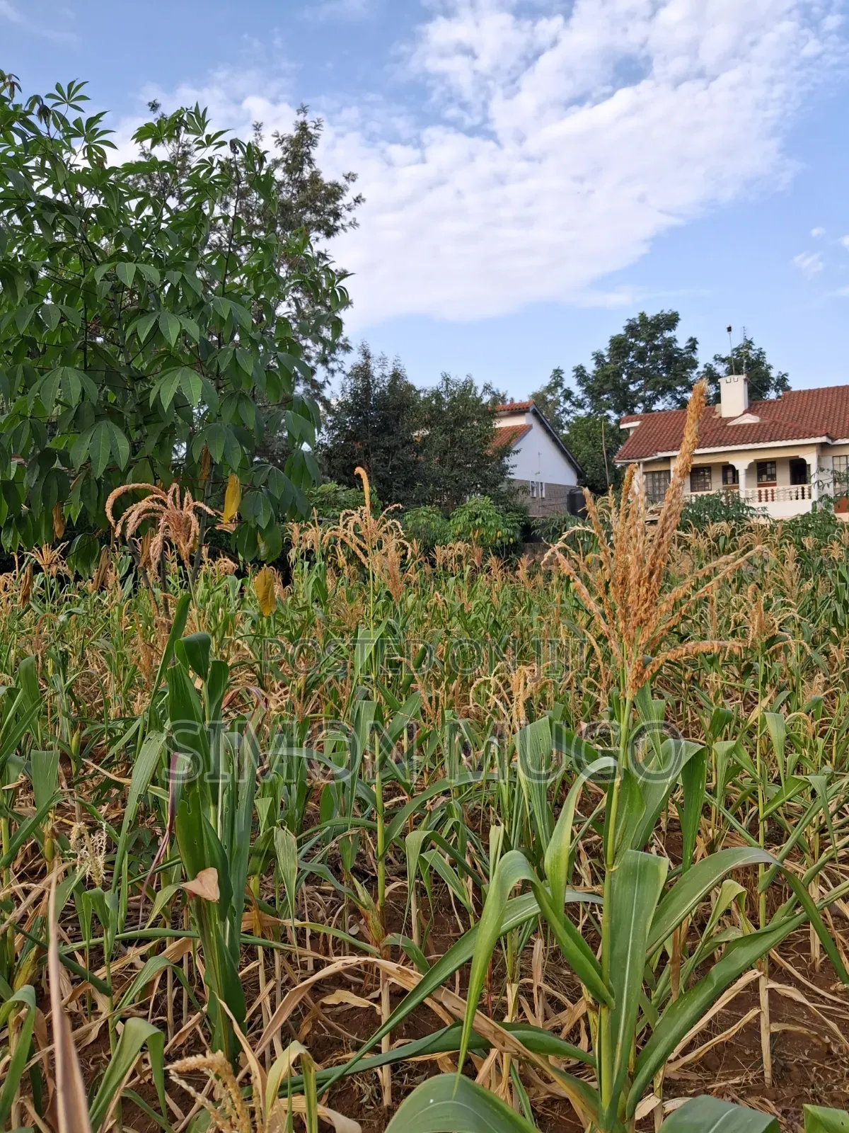 K/ Sukari Muranga Road Fully Serviced Well Drained Red Soil 1/4 Acre