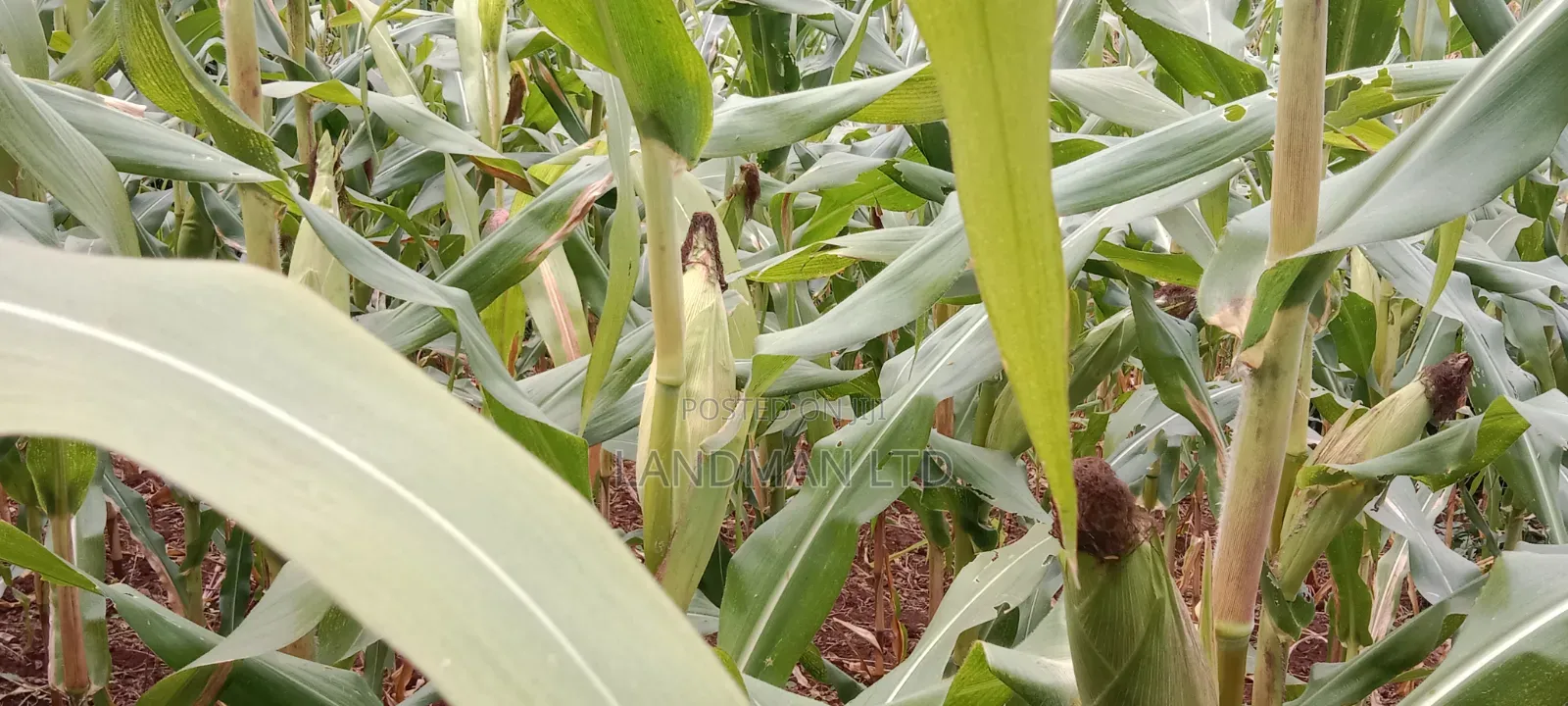 Prime 2 Acres Muranga Gaitega