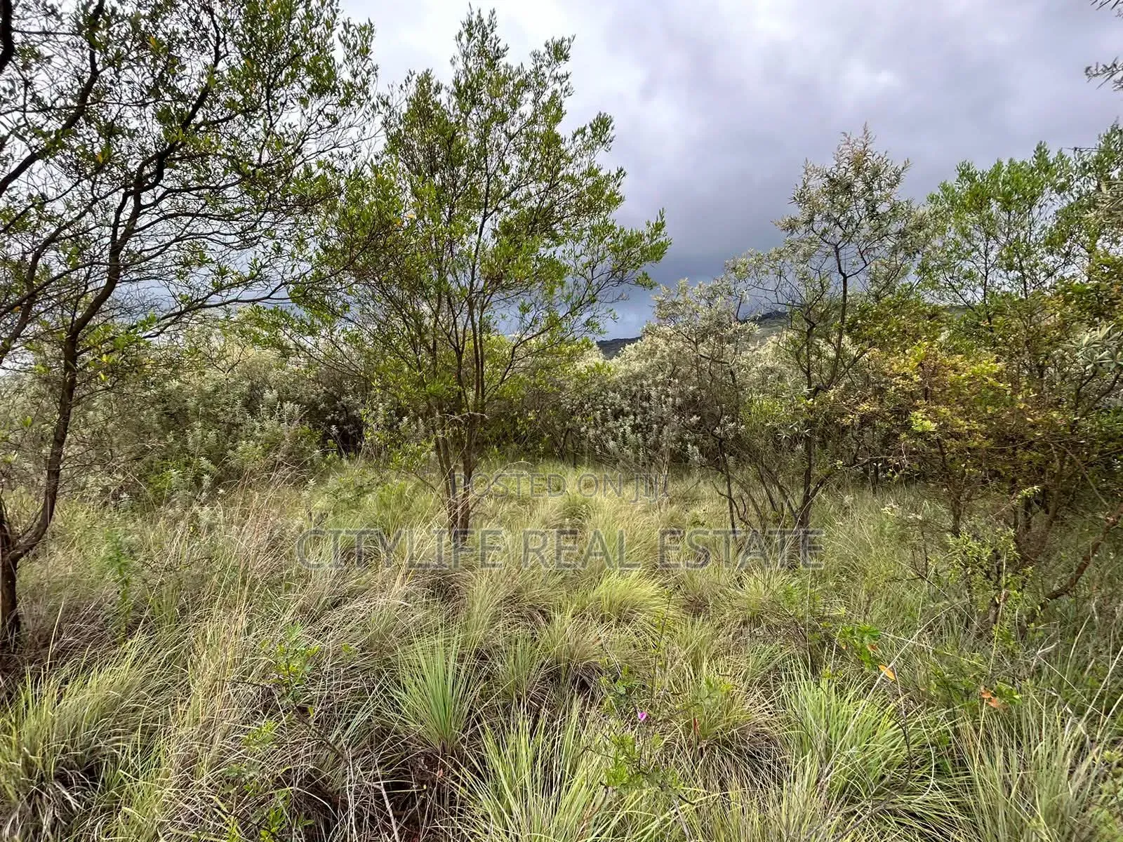 Naivasha, Green Park Phase 11, 5 Acres