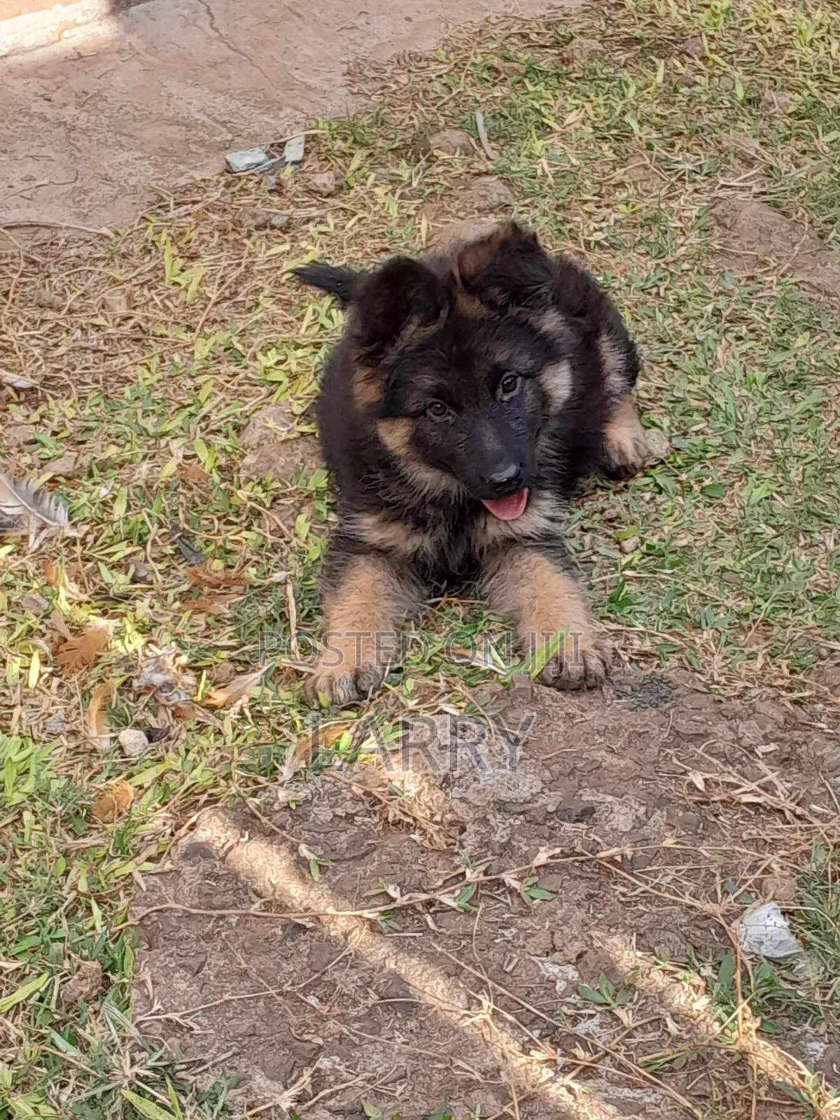 1-3 months Female Purebred German Shepherd