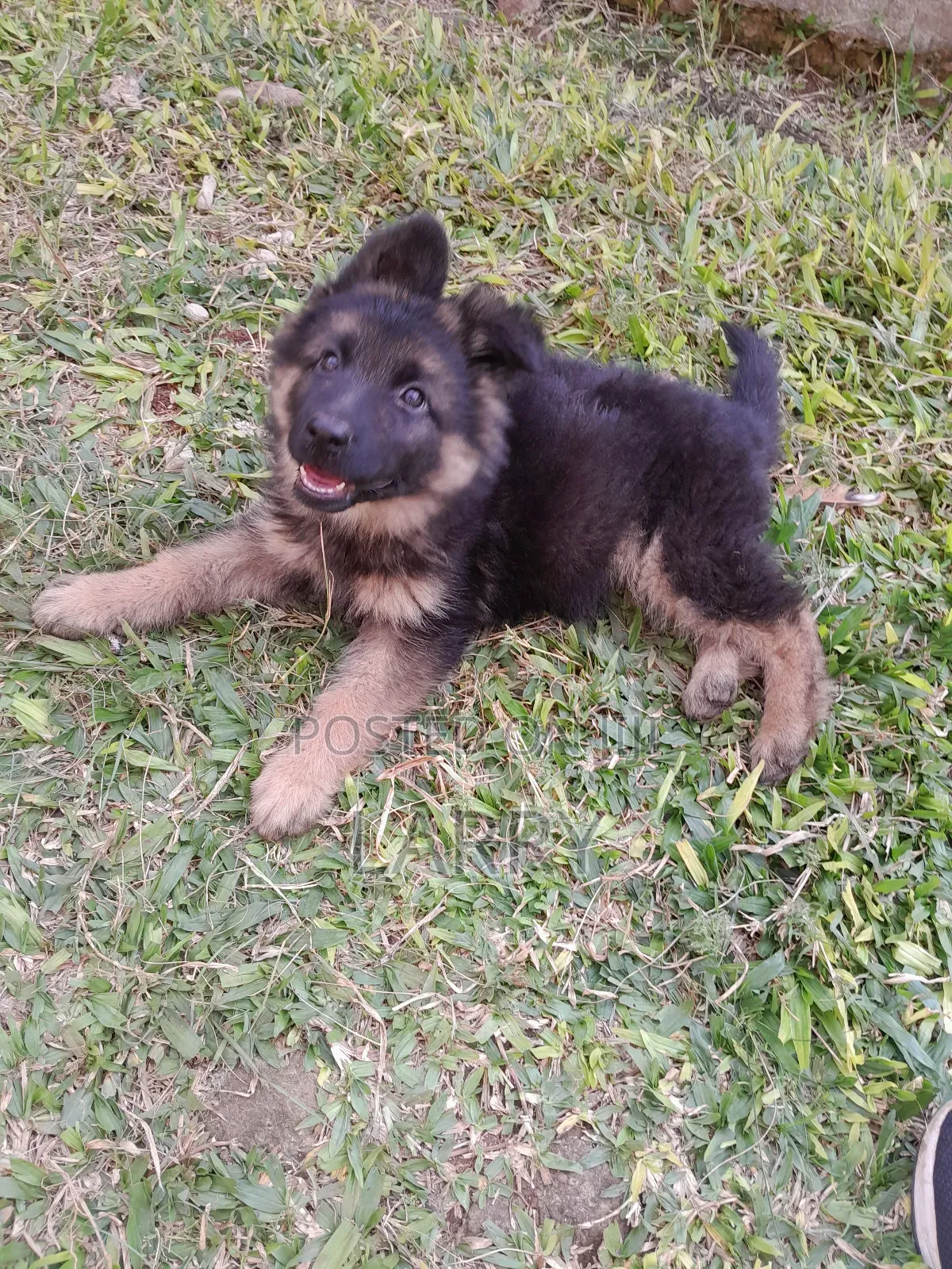 1-3 months Female Purebred German Shepherd
