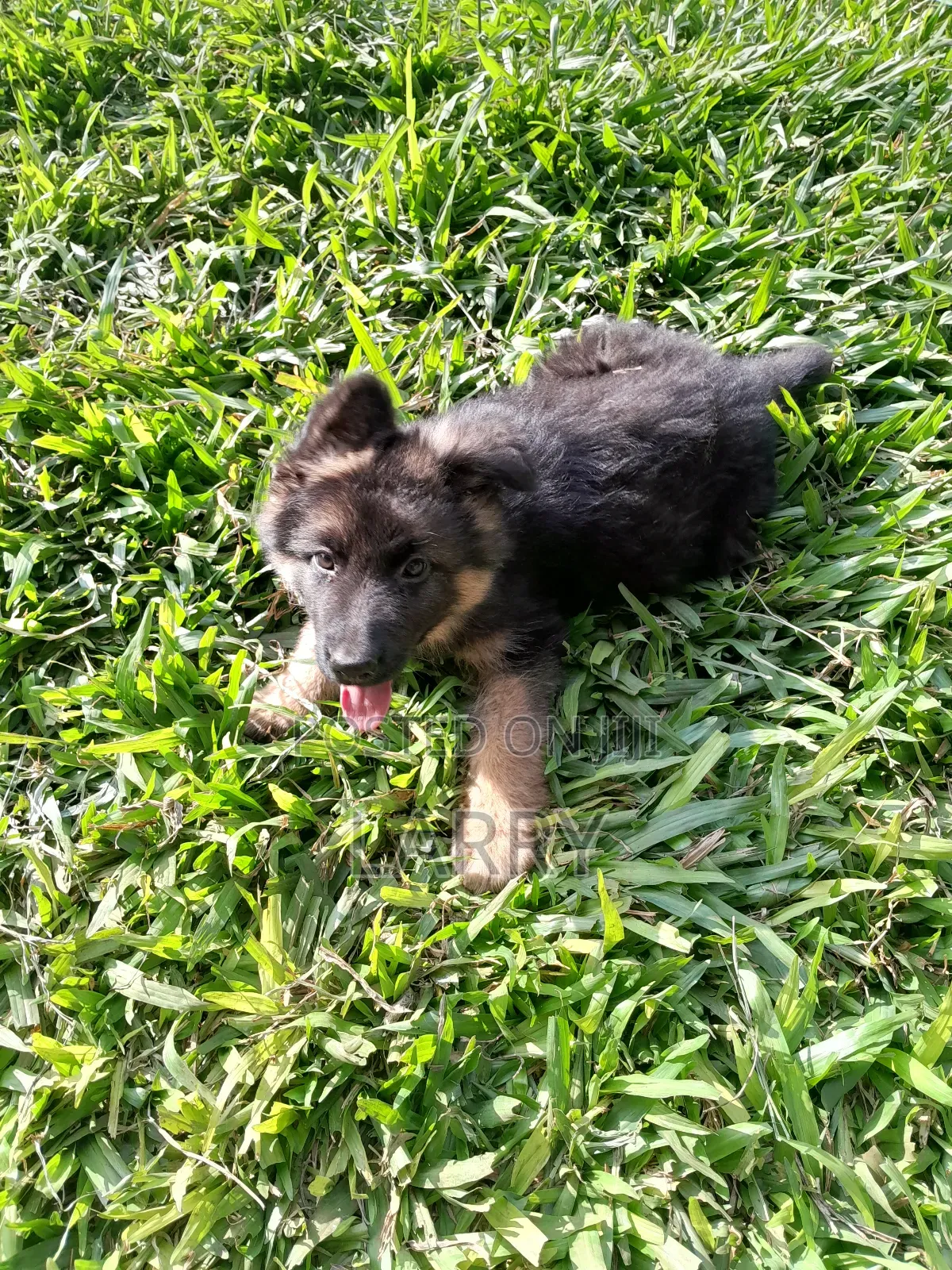 1-3 months Female Purebred German Shepherd