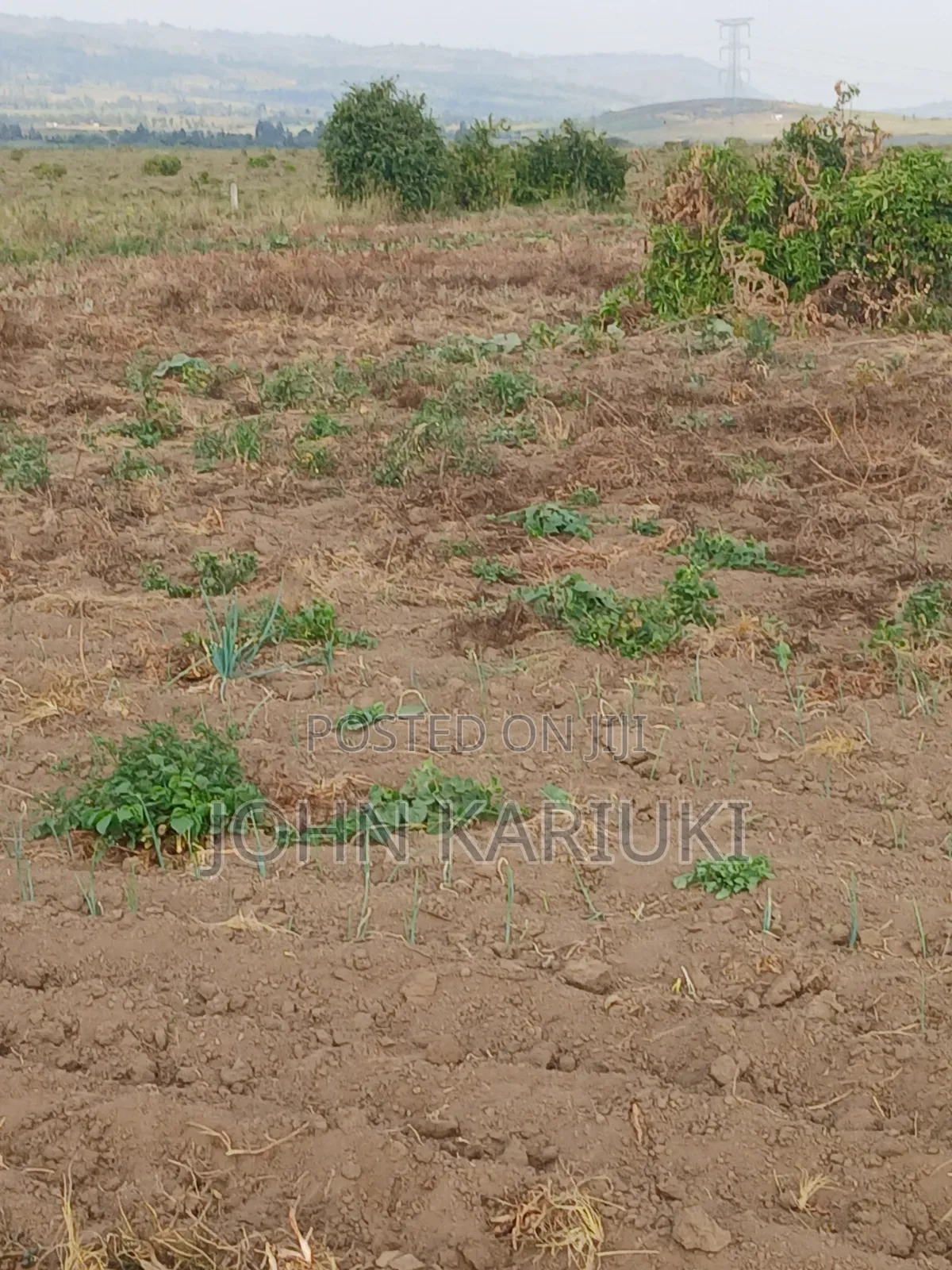 100x100 Plot in Naivasha Mirera Near Catholic Church and Adas BNBS