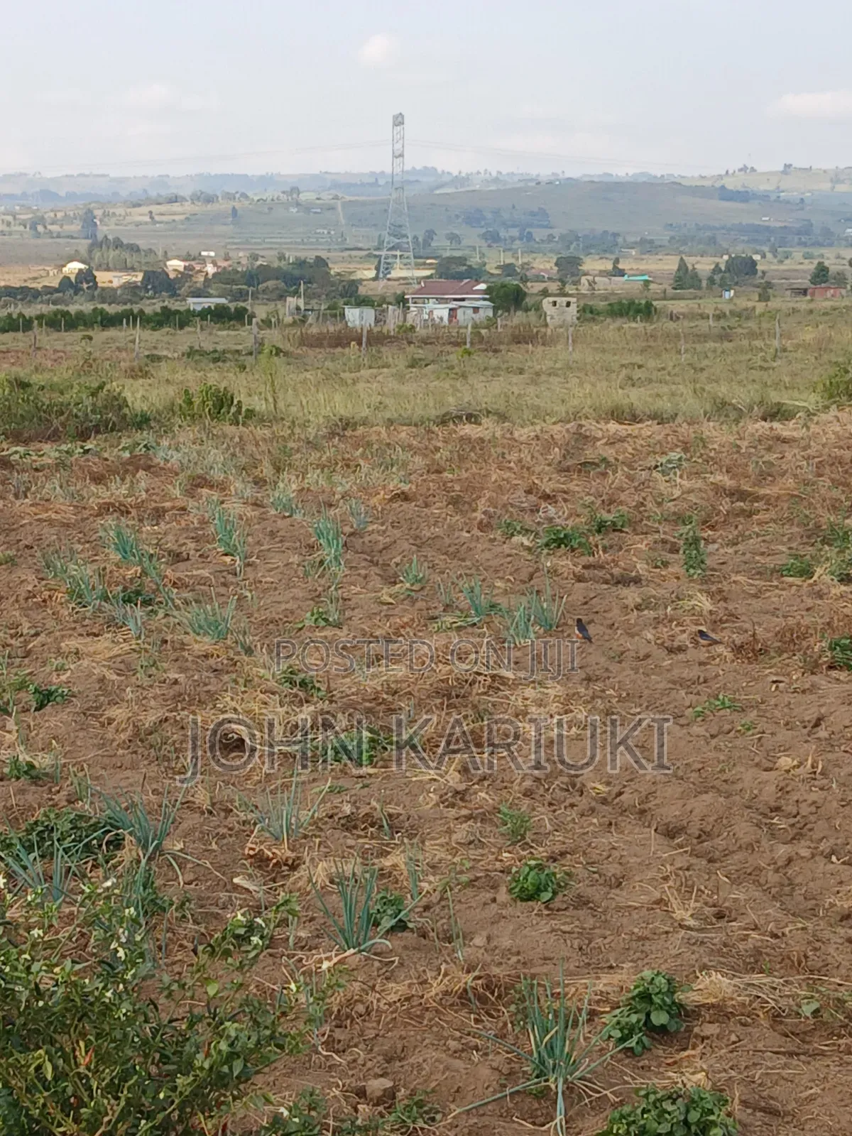 100x100 Plot in Naivasha Mirera Near Catholic Church and Adas BNBS