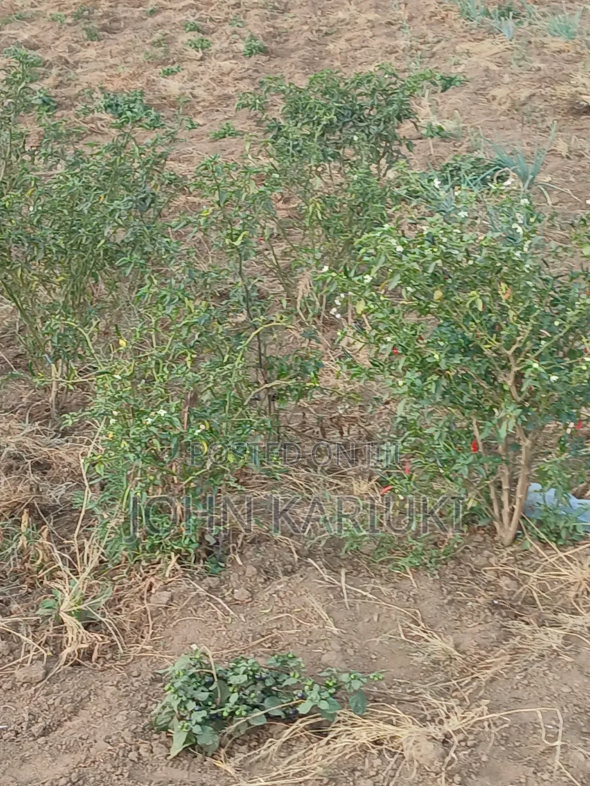 100x100 Plot in Naivasha Mirera Near Catholic Church and Adas BNBS