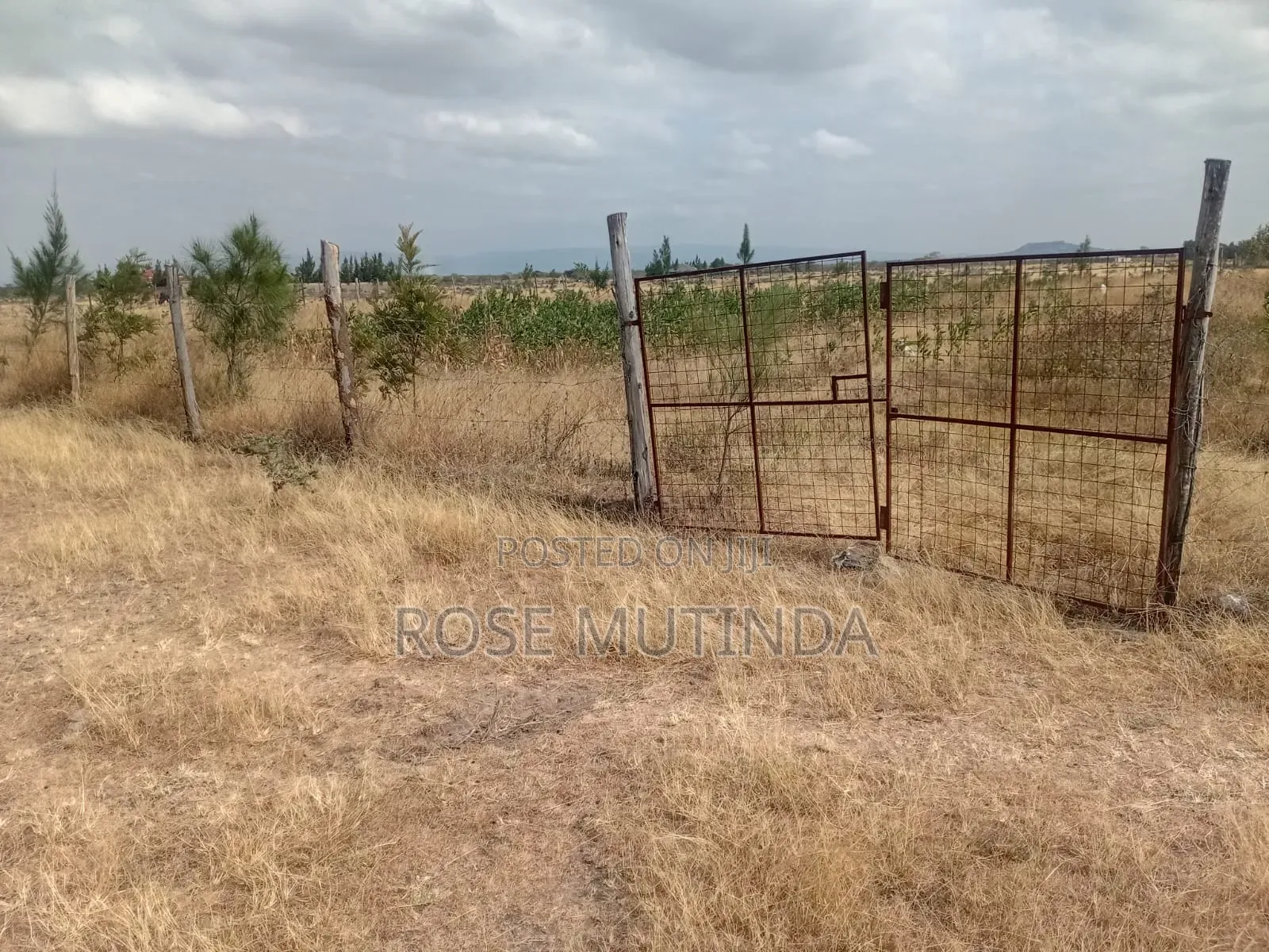 Half an Acre Wendano