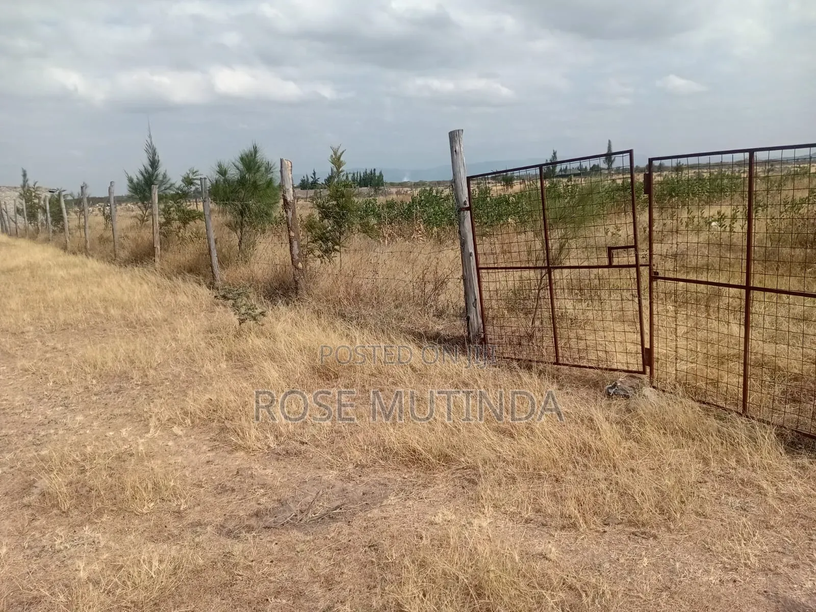 Half an Acre Wendano
