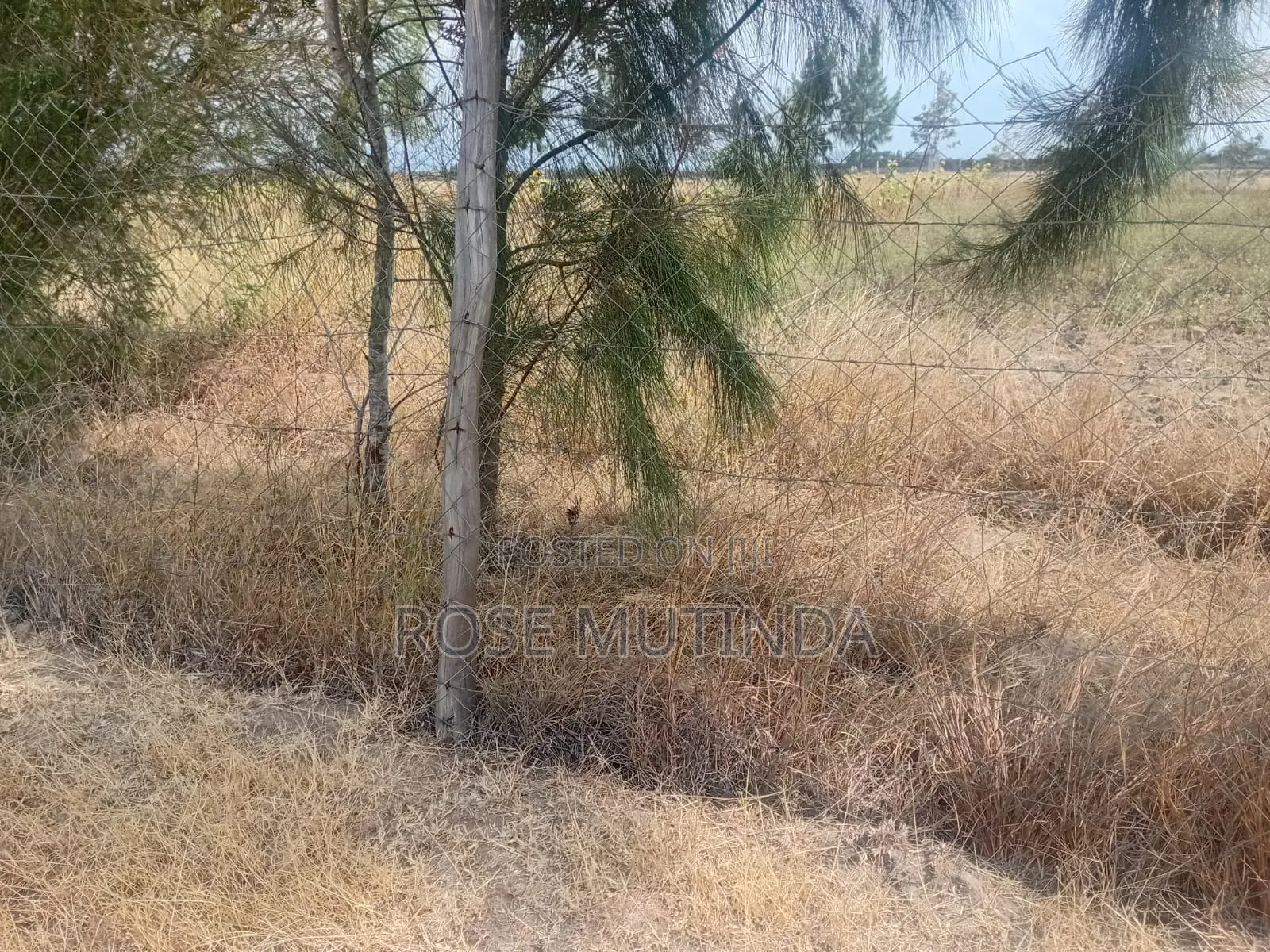 Half an Acre Wendano