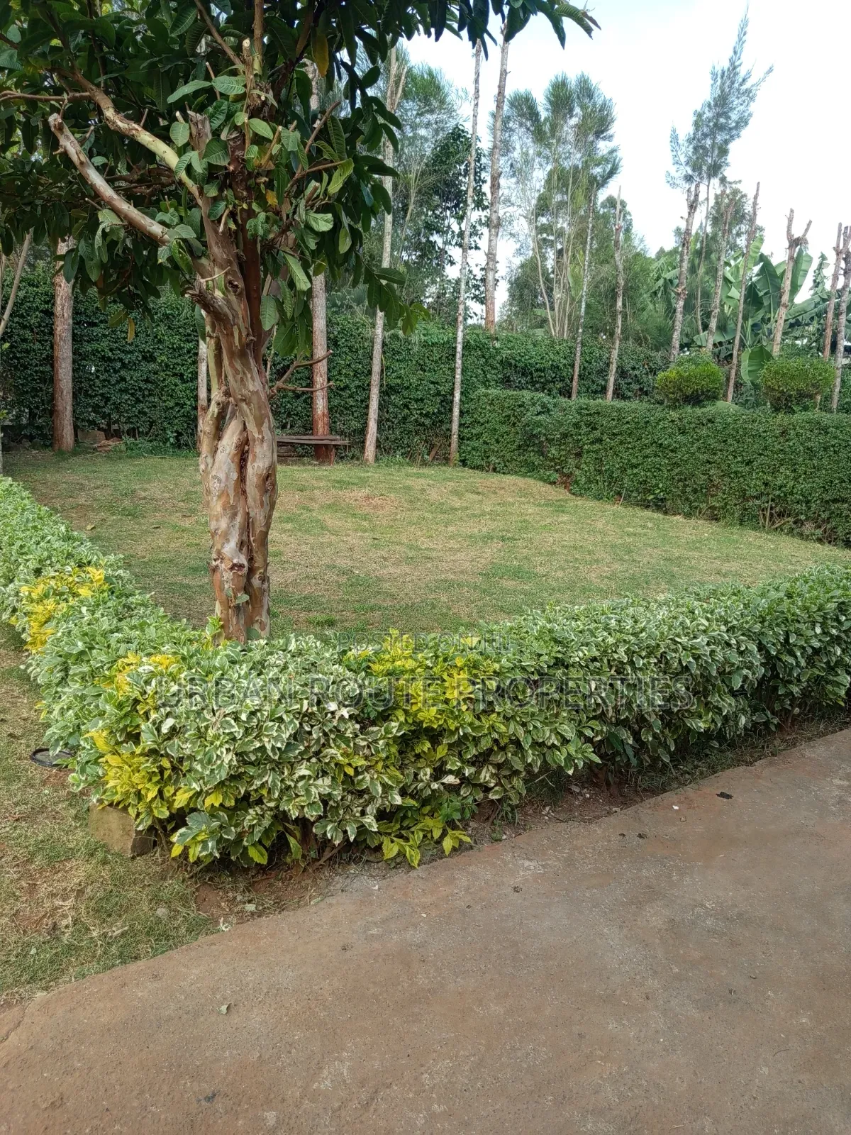 3bdrm Bungalow in Gikambura, Thogoto for rent
