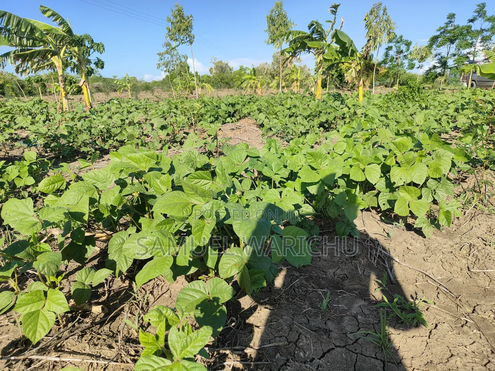 Prime 50x100 Plot for Sale in Matuu