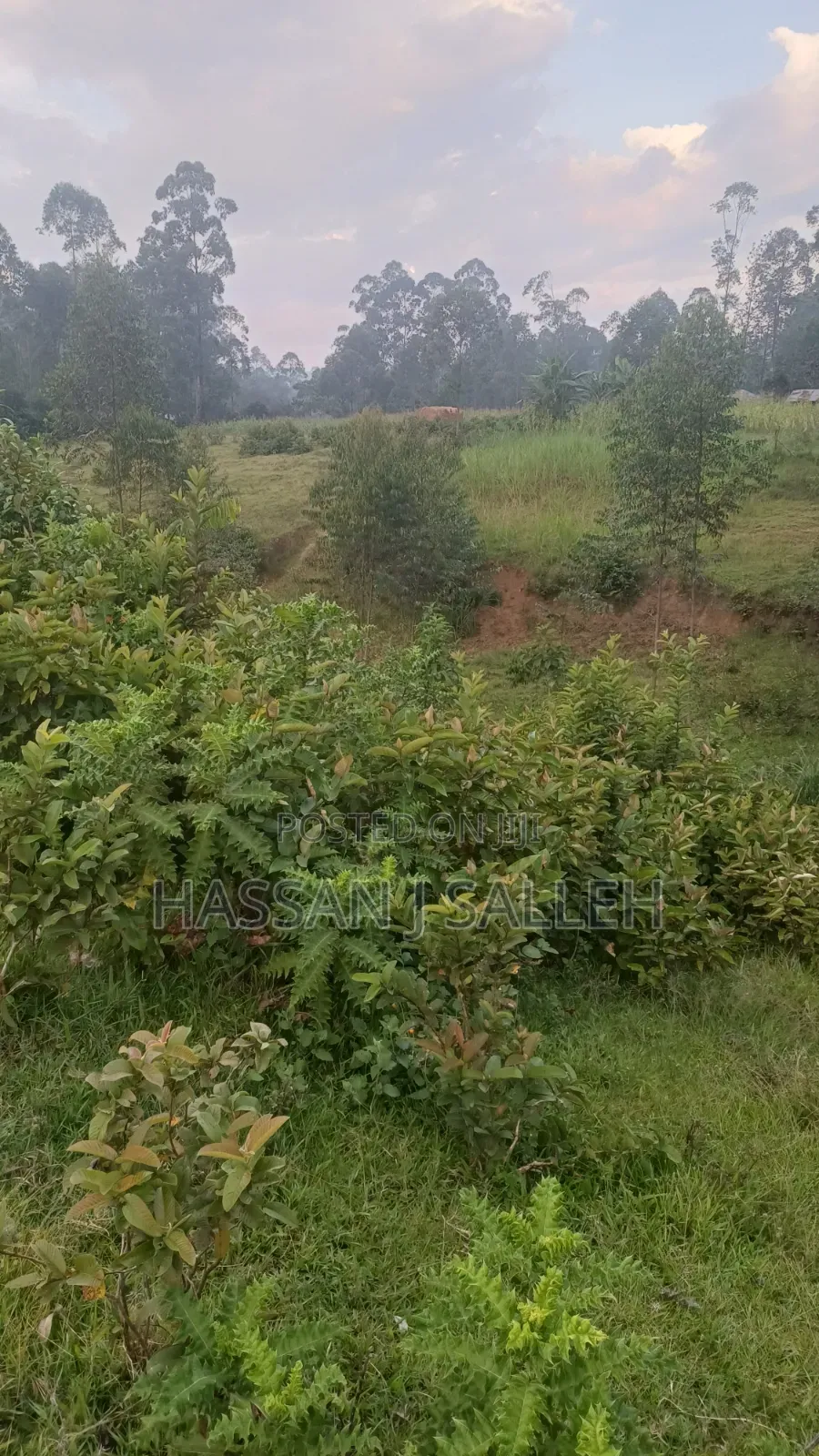 4 Acres Mukumu