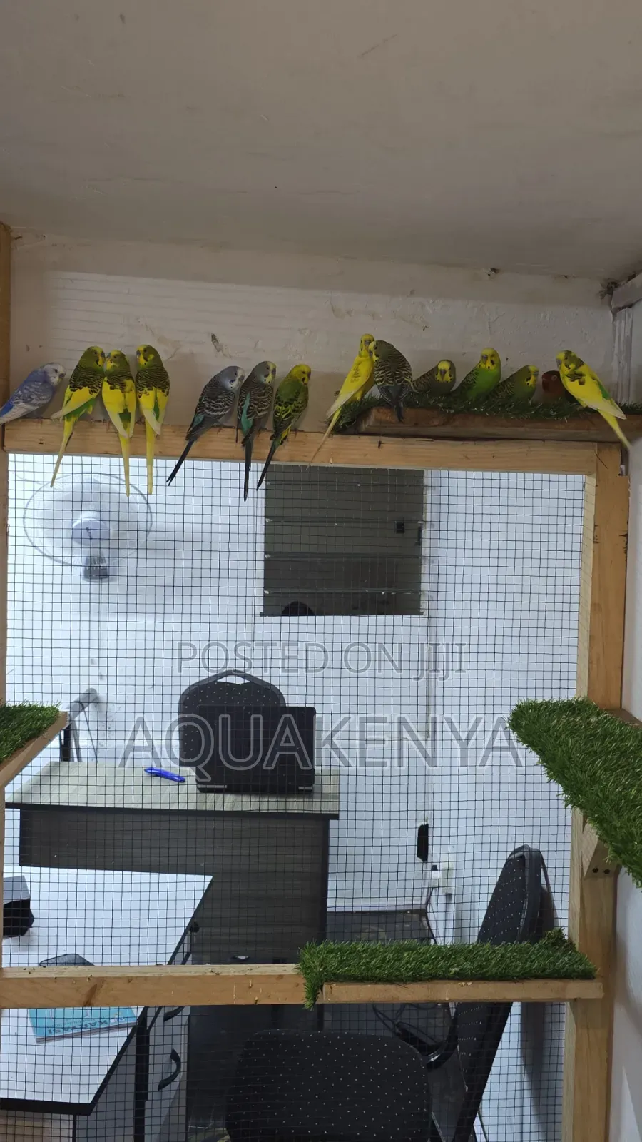 Ornamental Home Birds,Budgies Birds