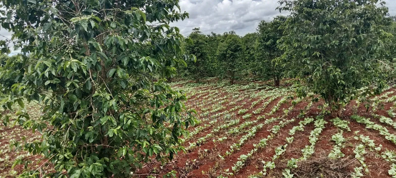 1200 Ares of Land for Lease With Coffee Farm in Nyeri County