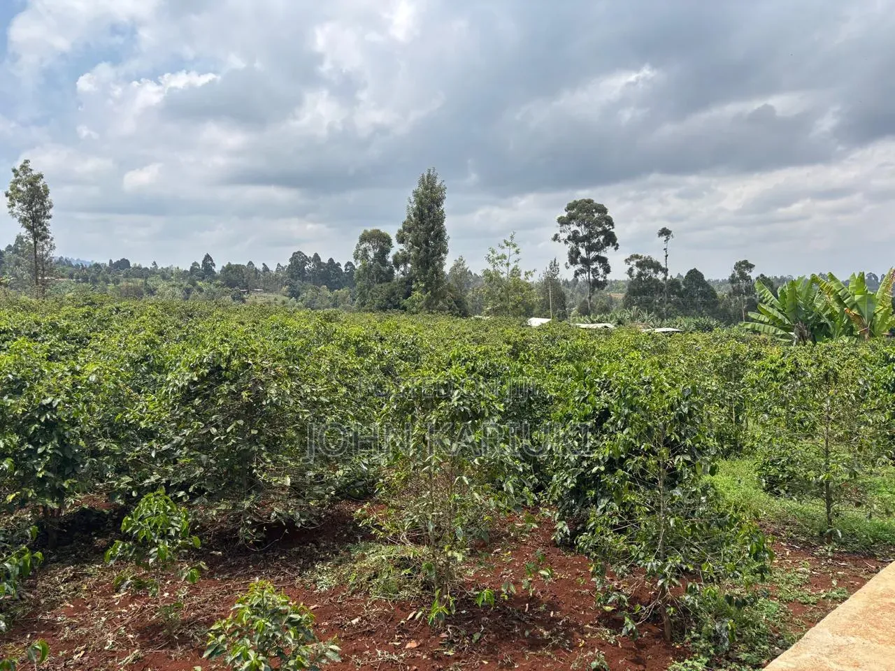 1200 Ares of Land for Lease With Coffee Farm in Nyeri County