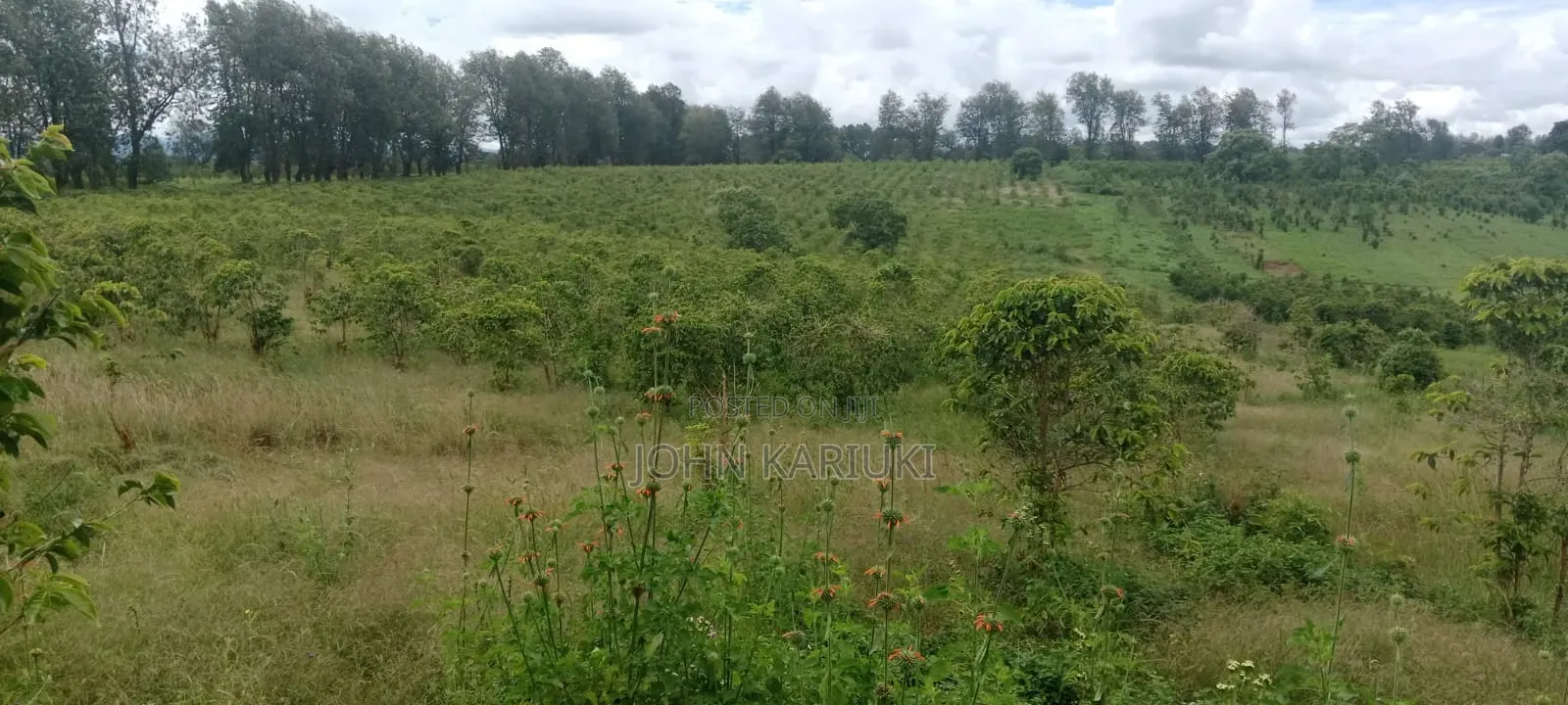 1200 Ares of Land for Lease With Coffee Farm in Nyeri County