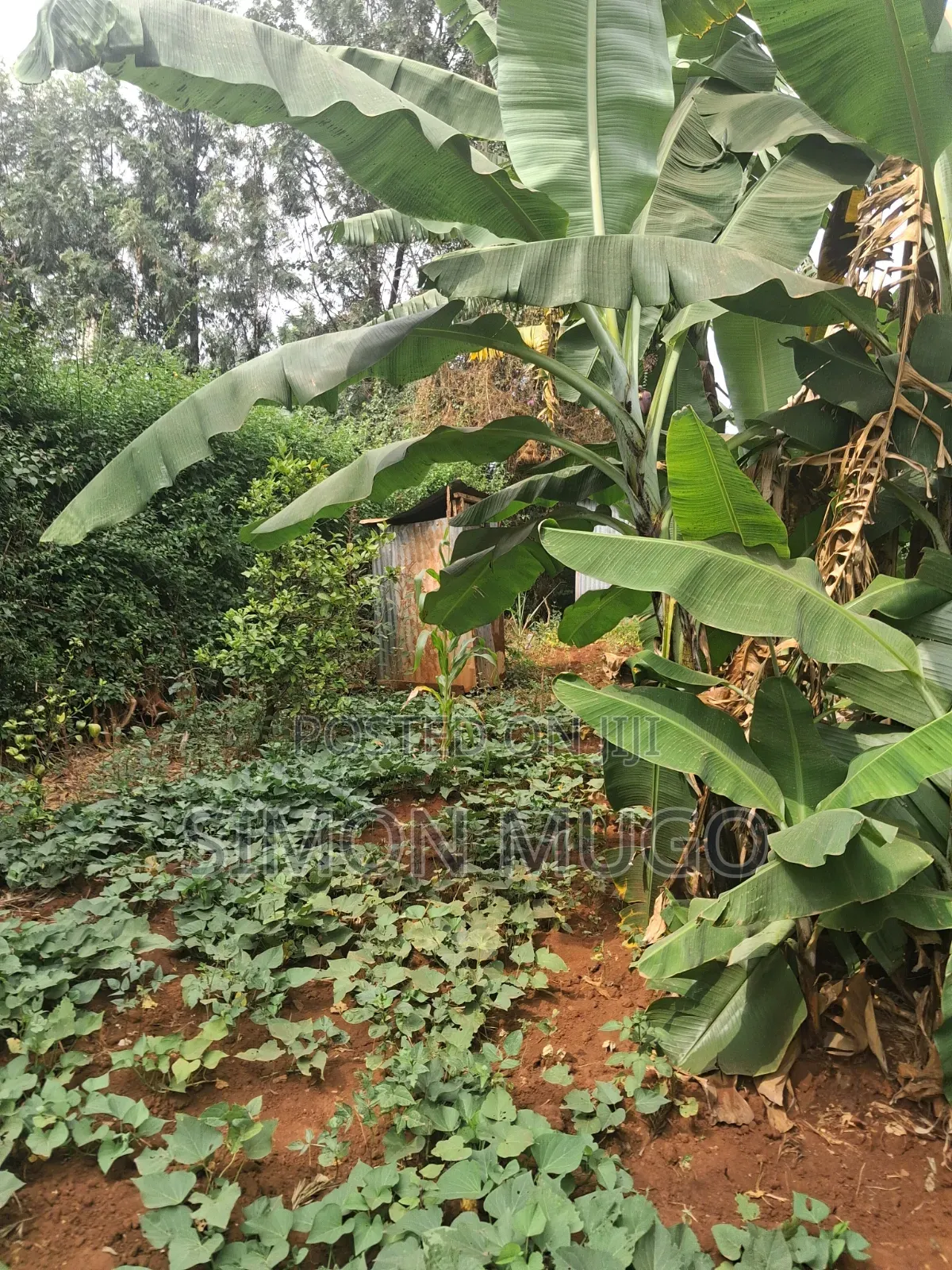 Kiamumbi Prime Residential 1/8 Plot on Pretoria Street Freehold Title