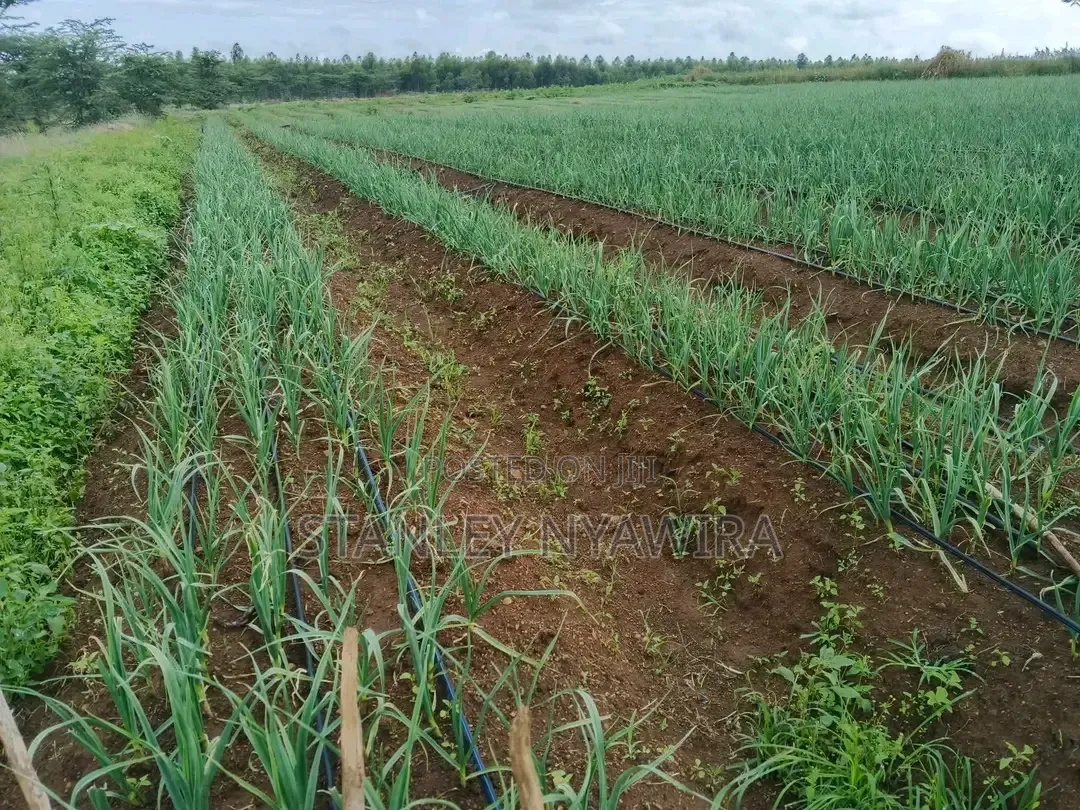 85 Acrea Daragwa Nyahururu Nyeri Highway