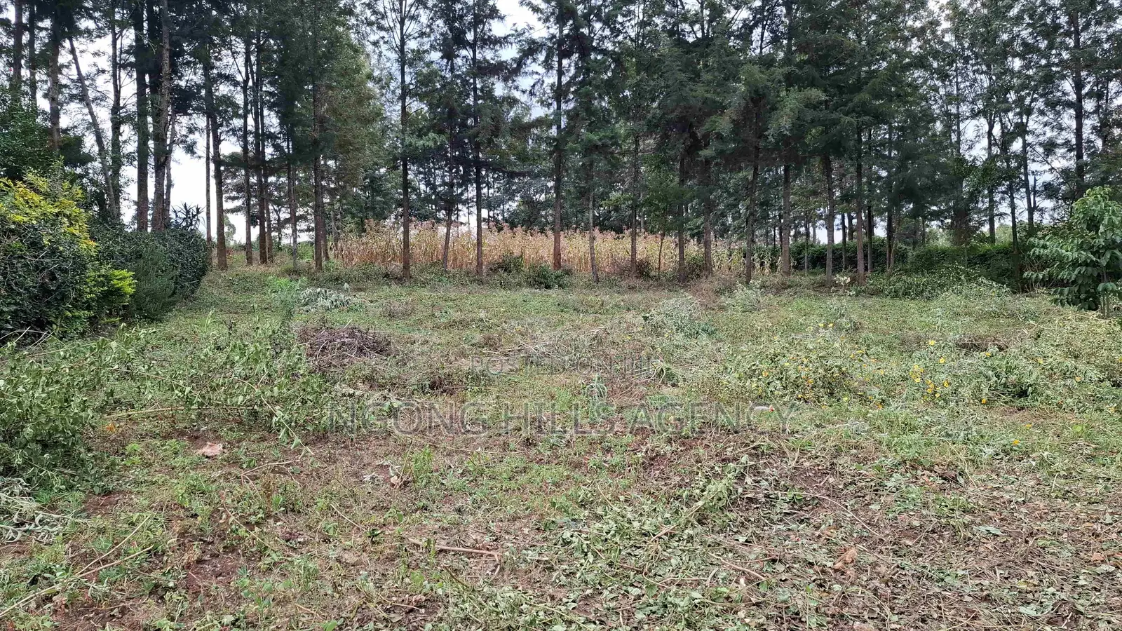Prime 100 X 100 Plot for Sale: Olkeri