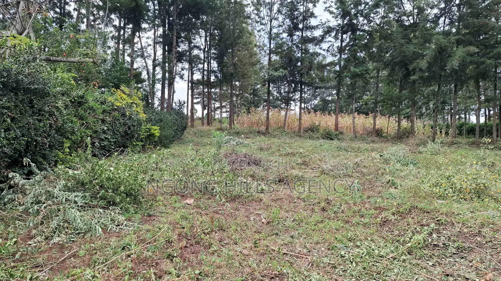 Prime 100 X 100 Plot for Sale: Olkeri