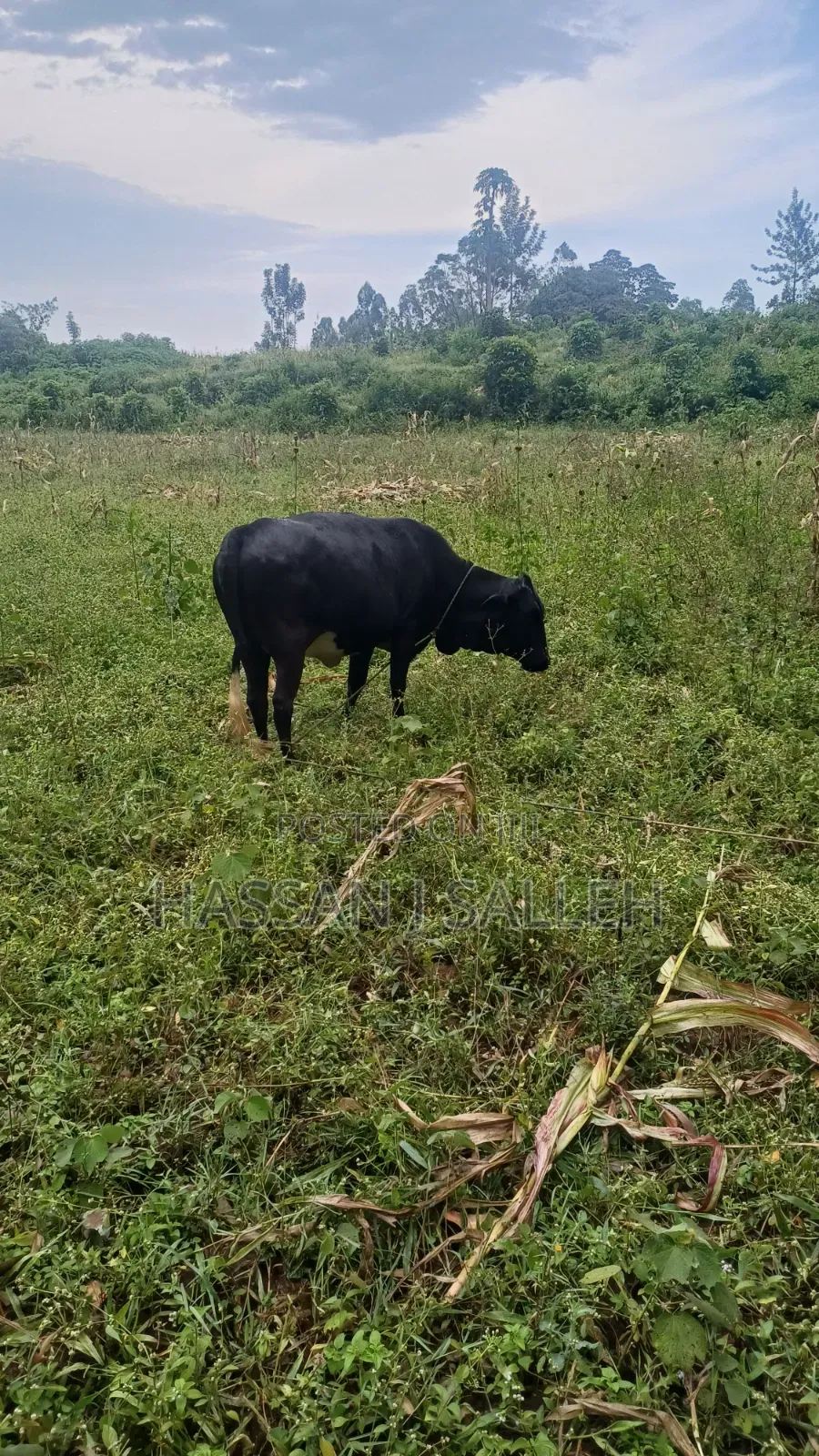 4acres on Sale BUNGOMA.