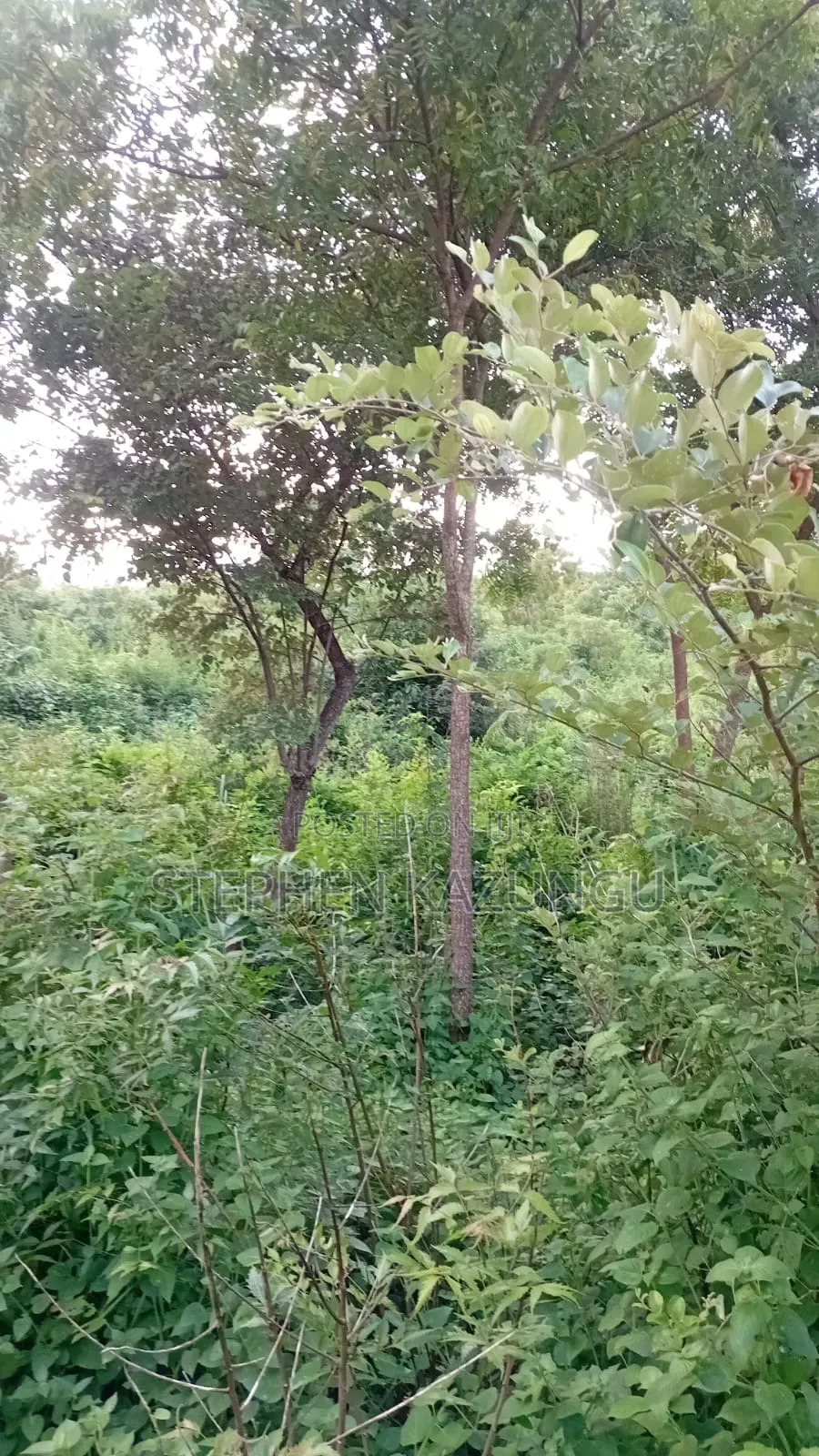 Spacious 1/4 Acre Plot at Galu Beach Near the Beach