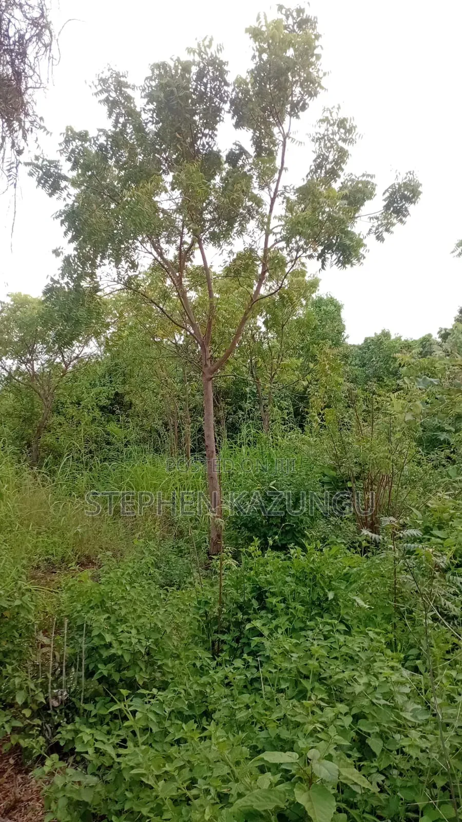 Galu's 2nd Row's End; 1/4 Acre Plot at Galu Beach Near the Beach.