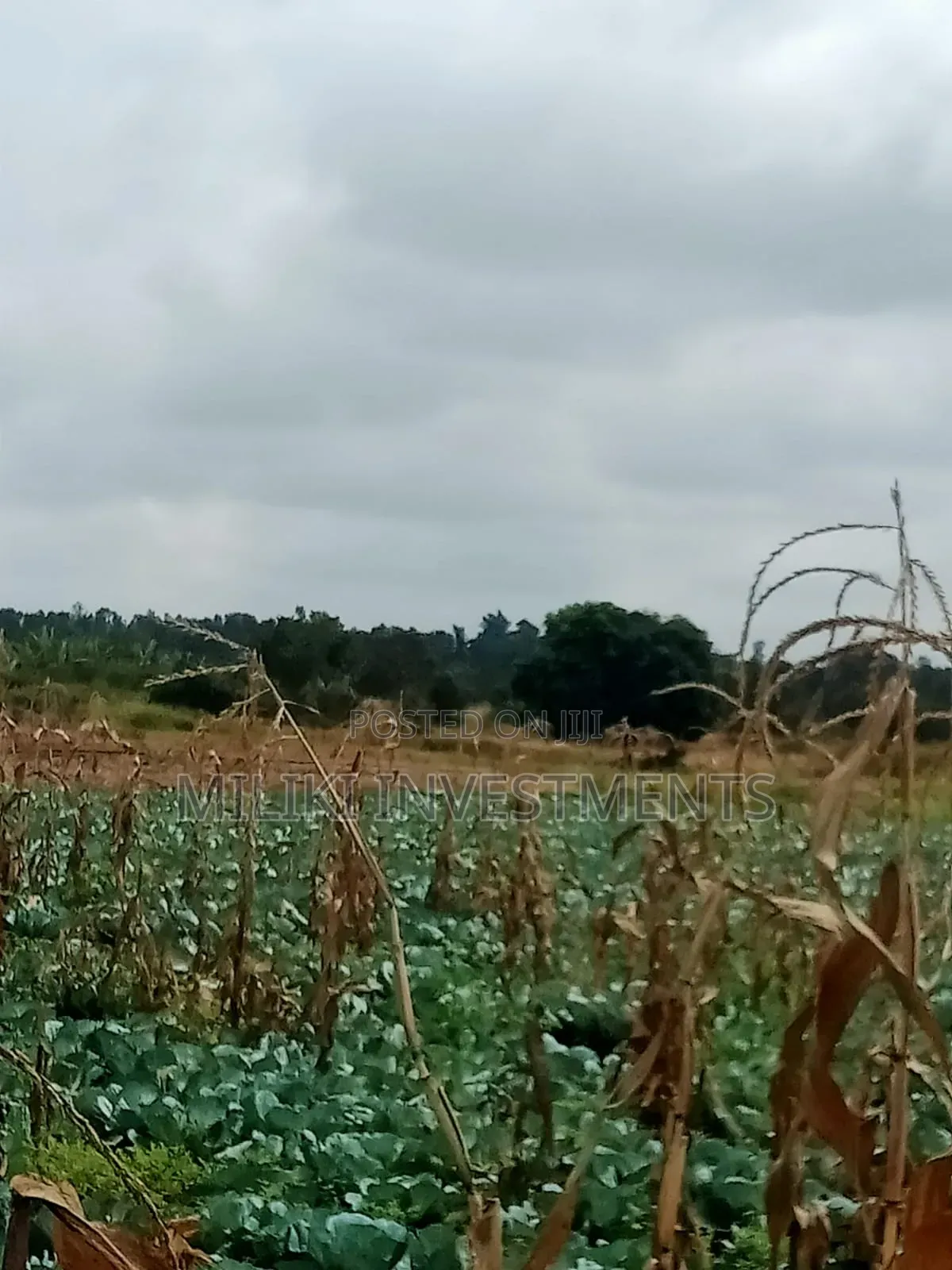 6 Acres on Sale at Murang'a-Kambirwa