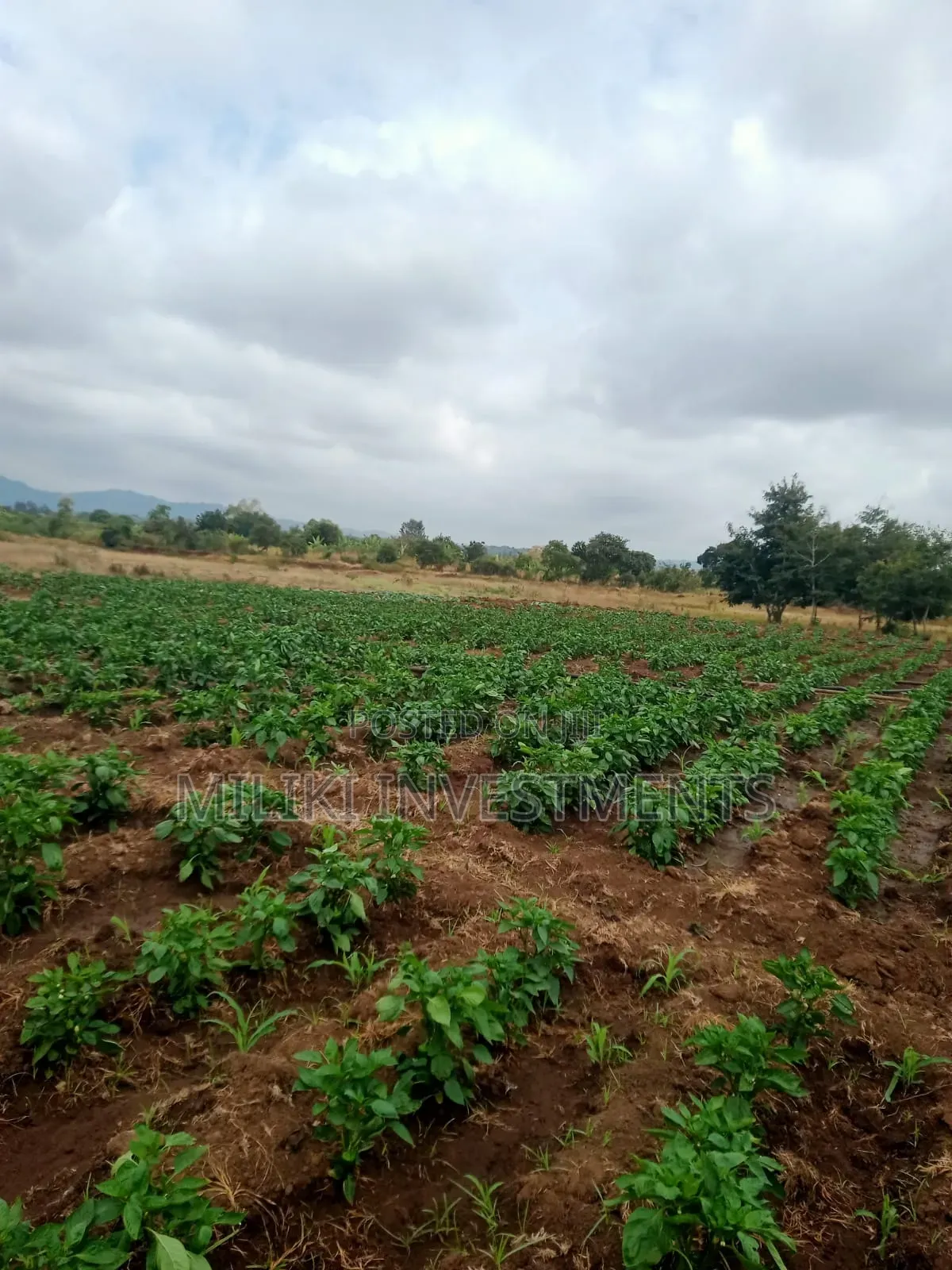 6 Acres on Sale at Murang'a-Kambirwa