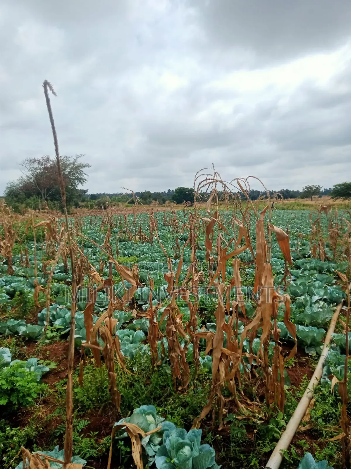 6 Acres on Sale at Murang'a-Kambirwa