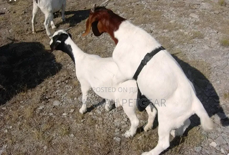Anti-Mating Apron to Prevent Unwanted Breeding in Goats and Livestock