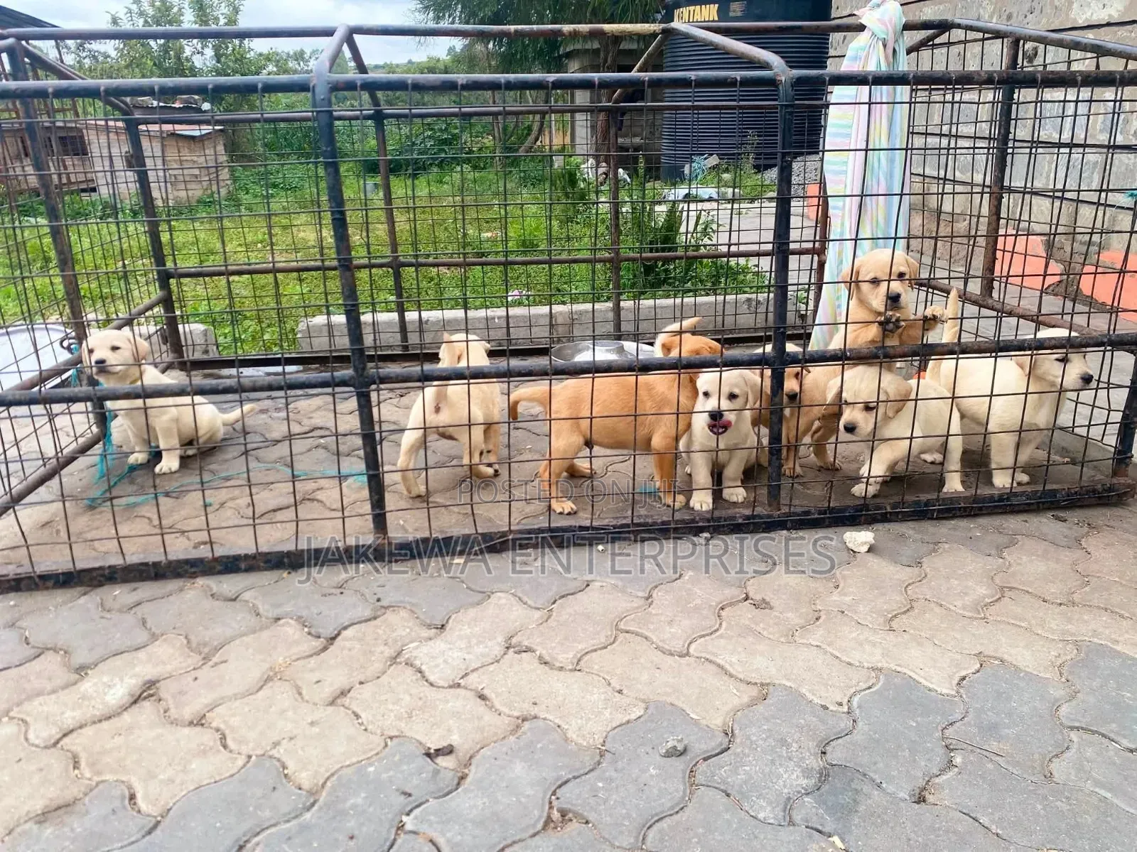 1-3 months Male Purebred Labrador Retriever