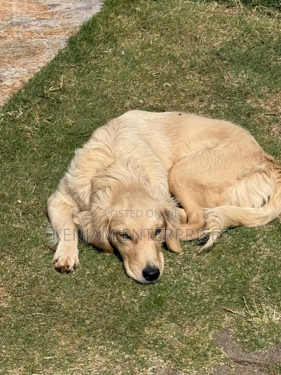 6-12 months Female Purebred Golden Retriever