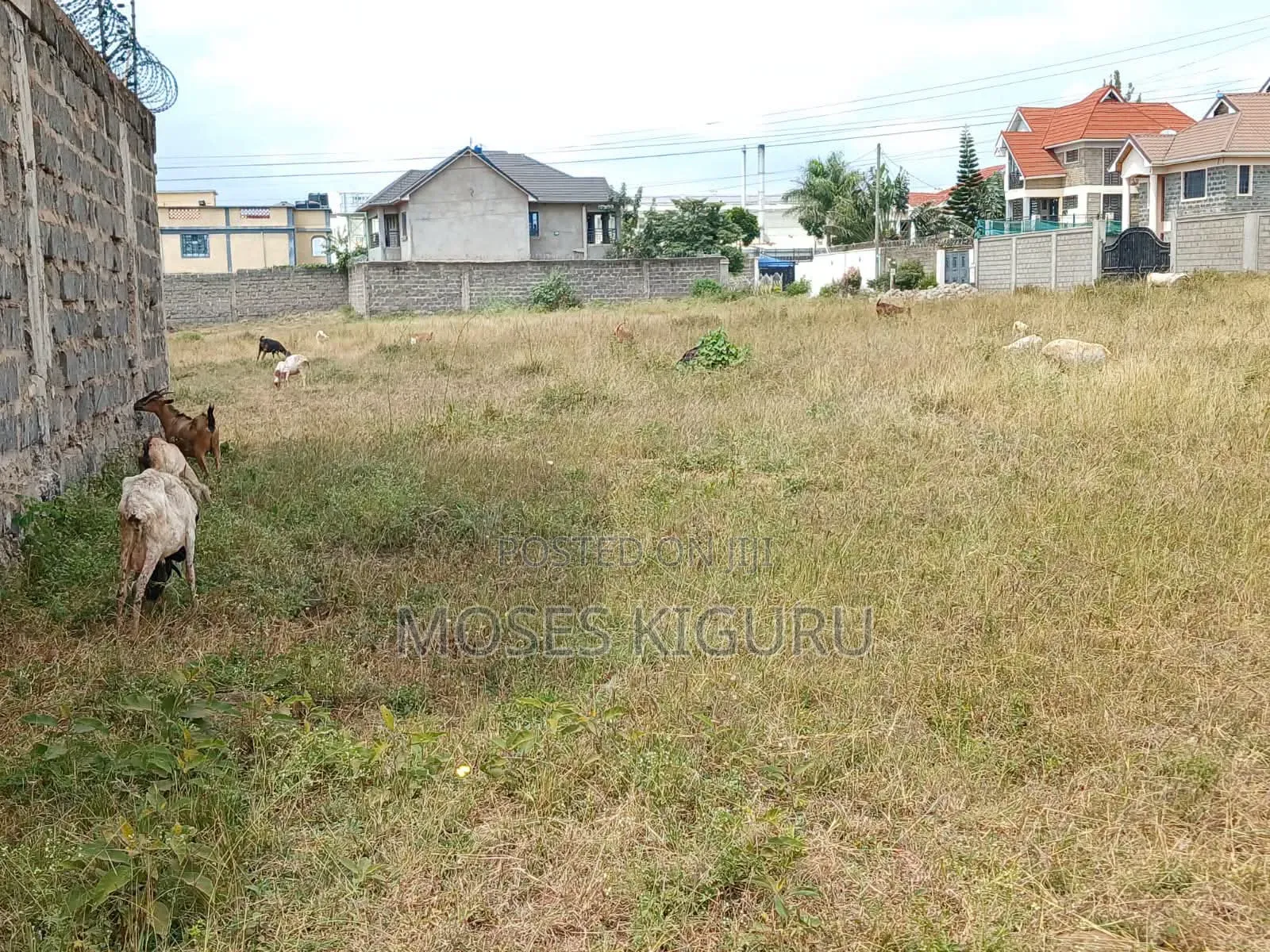 Tola Estate, Behind Mangu High School, 50x100 Plots.